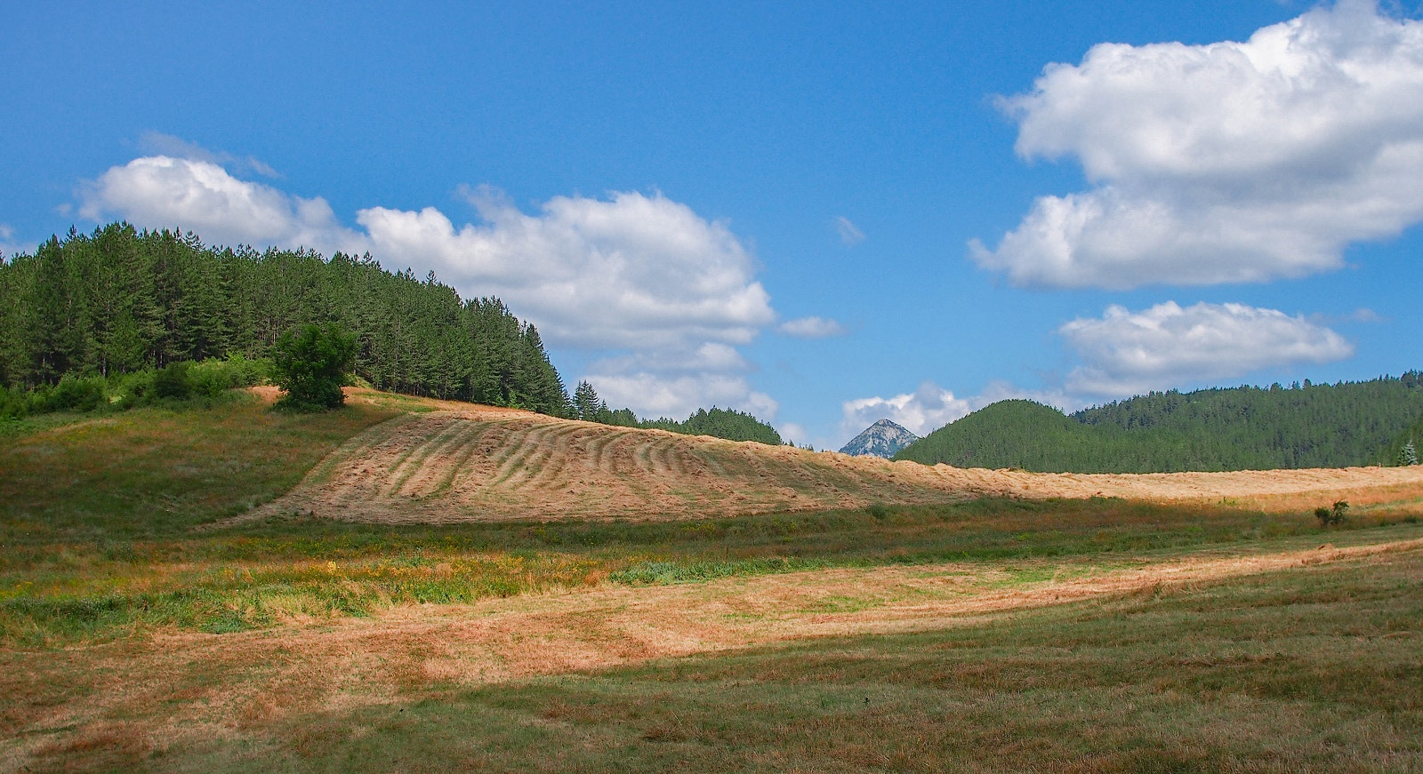 Sigma 19mm F2.8 EX DN sample photo. Olympus digital camera photography