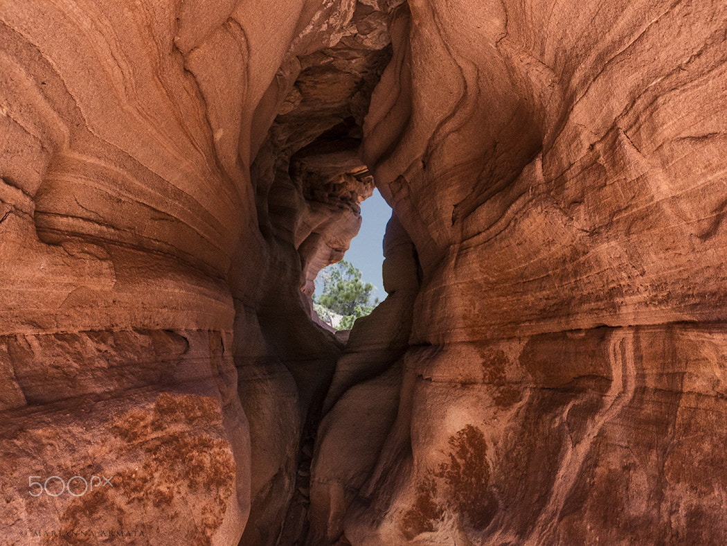Panasonic Lumix DMC-GH4 sample photo. Tree seen through the opening in a rock crevice photography