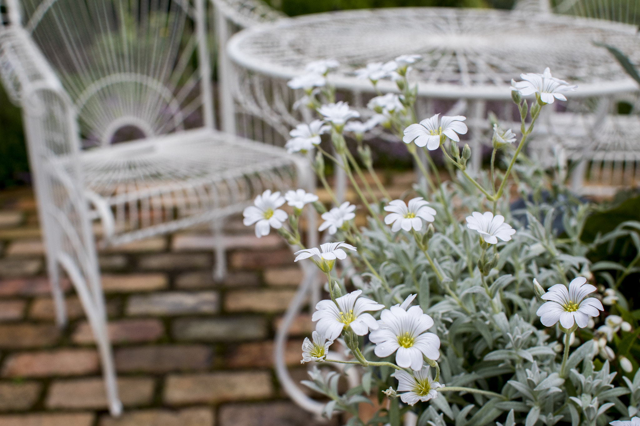 Canon EF 28mm F1.8 USM sample photo. English garden fuka photography