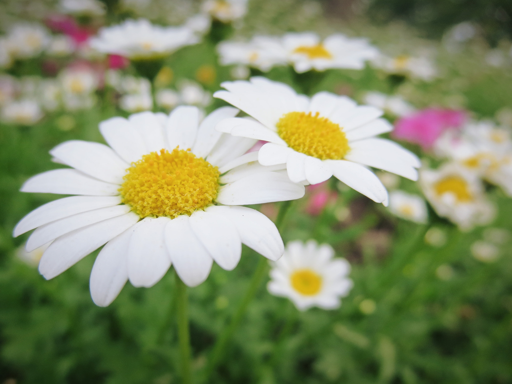 Canon PowerShot ELPH 330 HS (IXUS 255 HS / IXY 610F) sample photo. Flowers photography