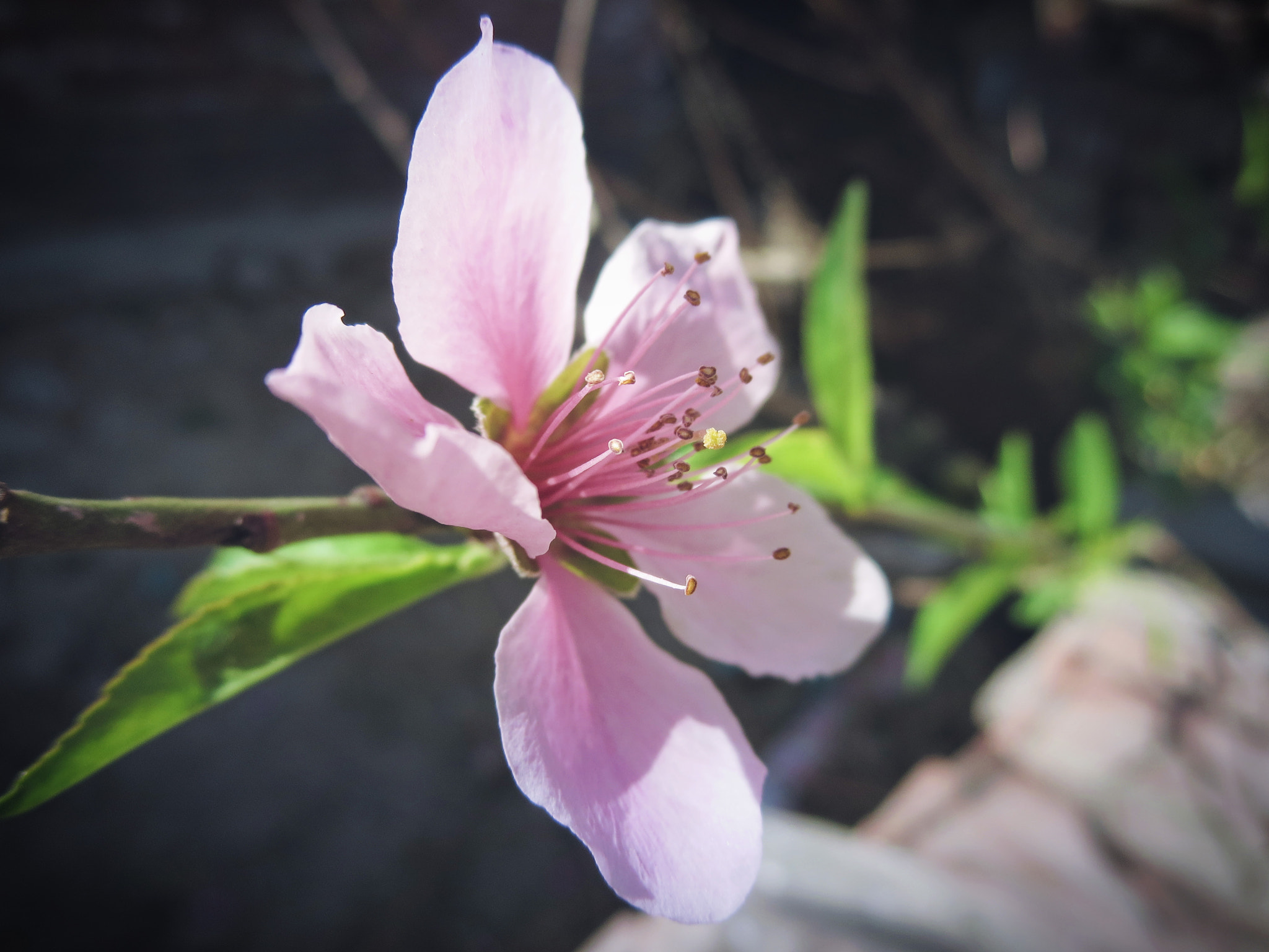 Canon PowerShot ELPH 330 HS (IXUS 255 HS / IXY 610F) sample photo. Pink flower photography