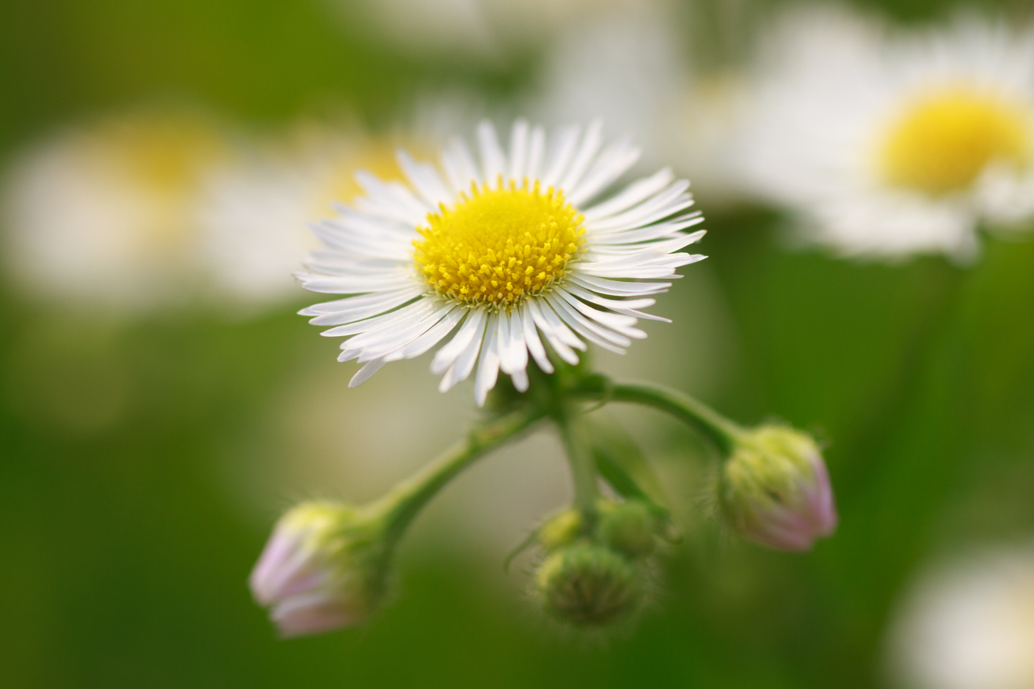 Canon EOS 7D + Tamron SP AF 90mm F2.8 Di Macro sample photo. Flower photography