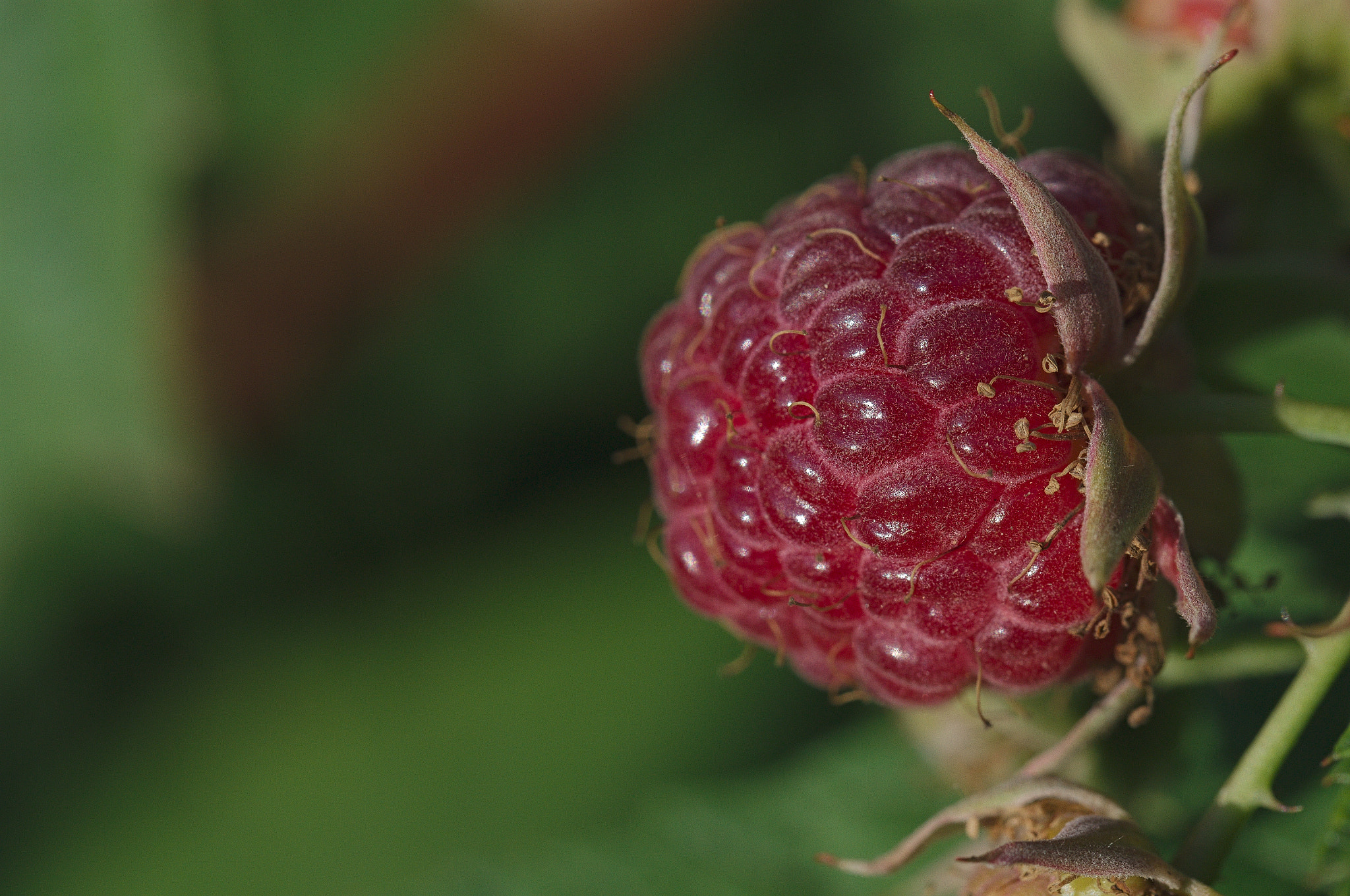 Nikon D3100 sample photo. Raspberries photography