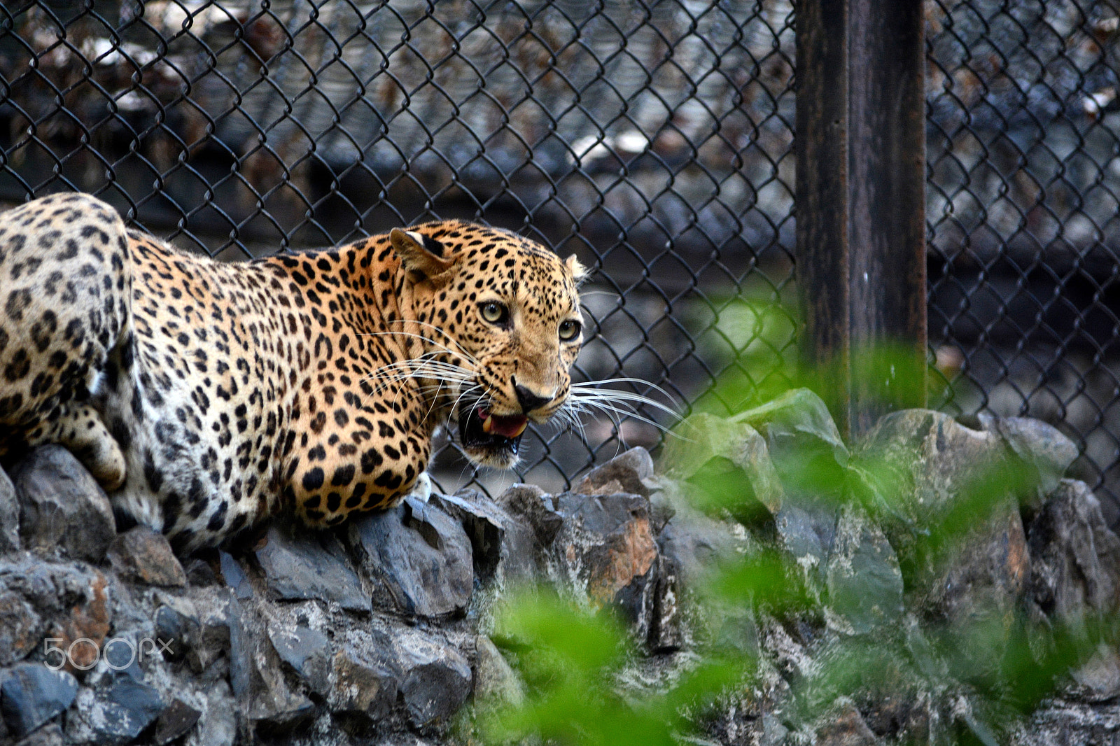 AF-S Zoom-Nikkor 80-200mm f/2.8D IF-ED sample photo. What yo looking at photography