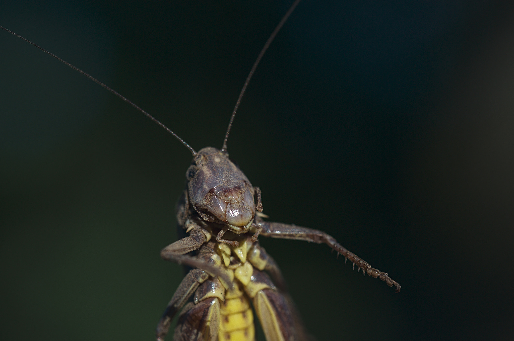 Nikon D3100 sample photo. Alien photography