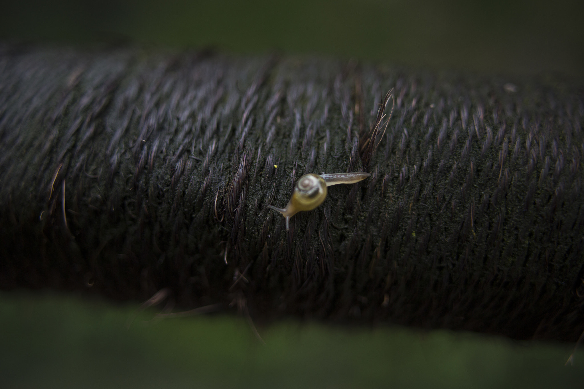 Sigma 24mm f/1.8 DG Macro EX sample photo. Snail in china photography