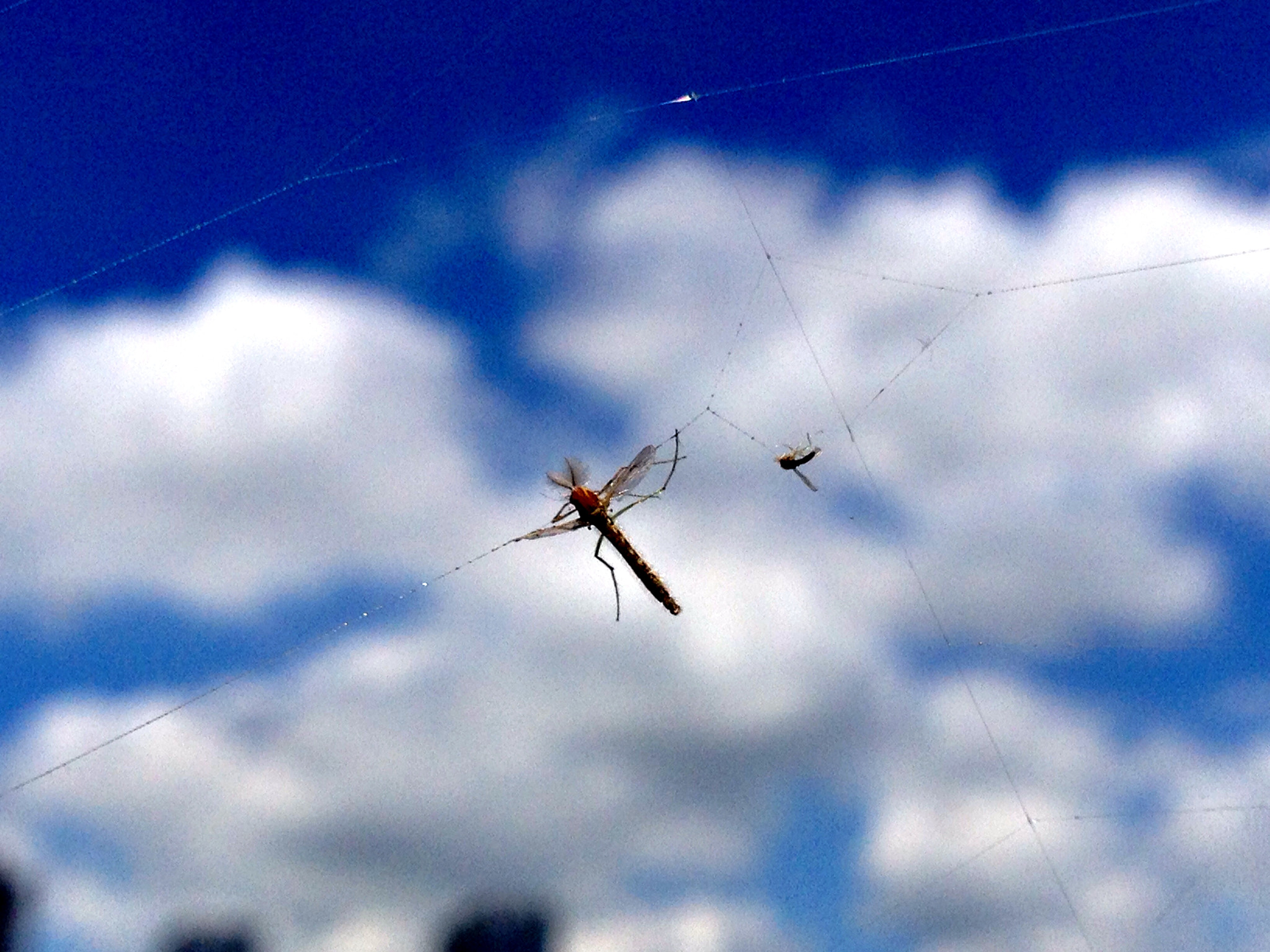 Apple iPhone5,2 sample photo. The capture fastened in the sky 空中的俘虏 photography