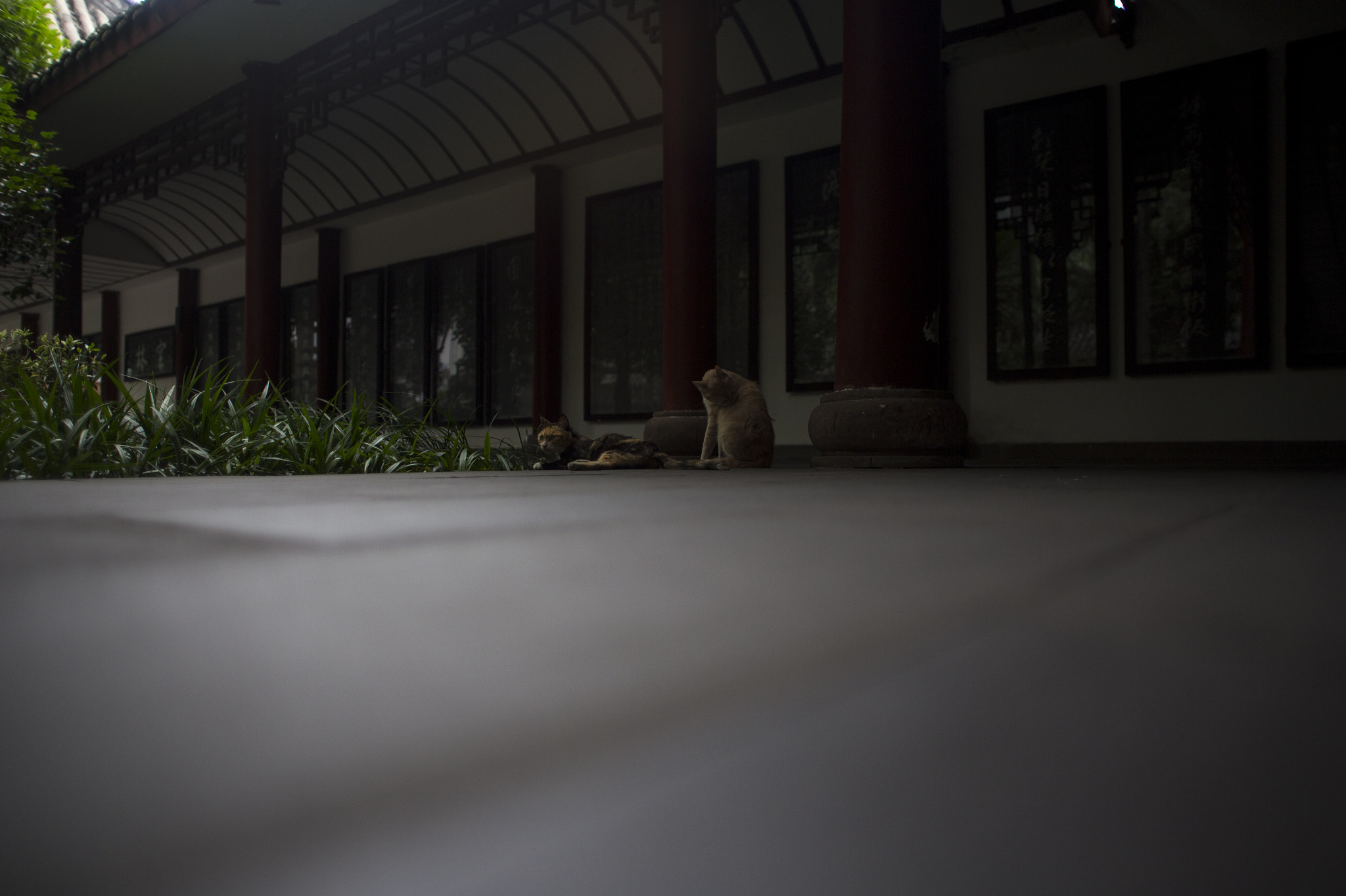 Canon EOS 6D + Sigma 24mm f/1.8 DG Macro EX sample photo. Cats in china photography