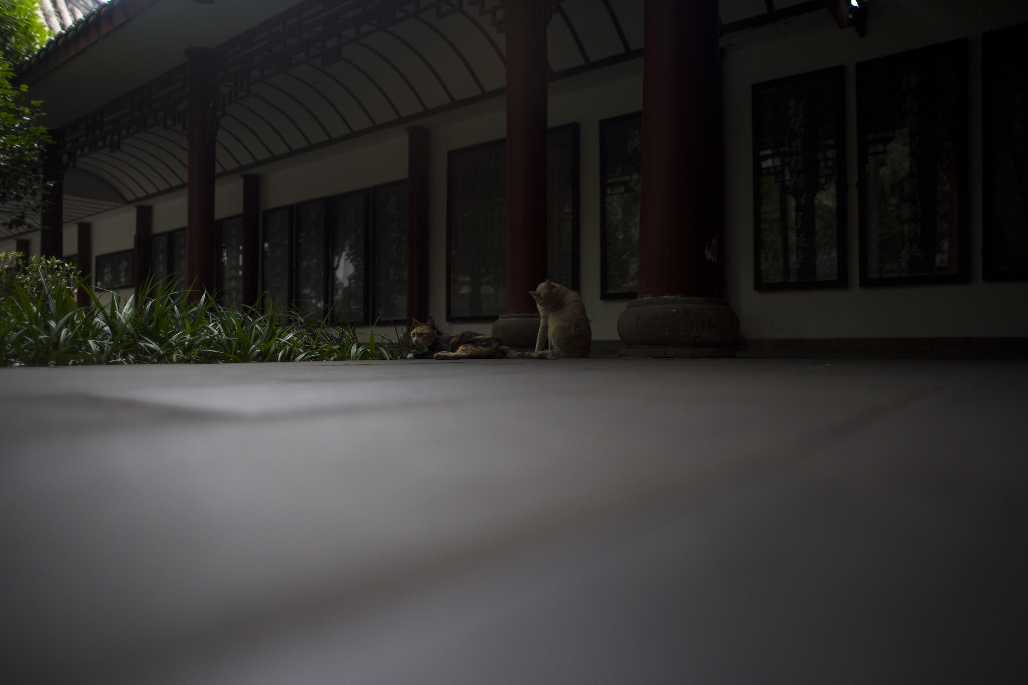 Sigma 24mm f/1.8 DG Macro EX sample photo. Cats in china photography