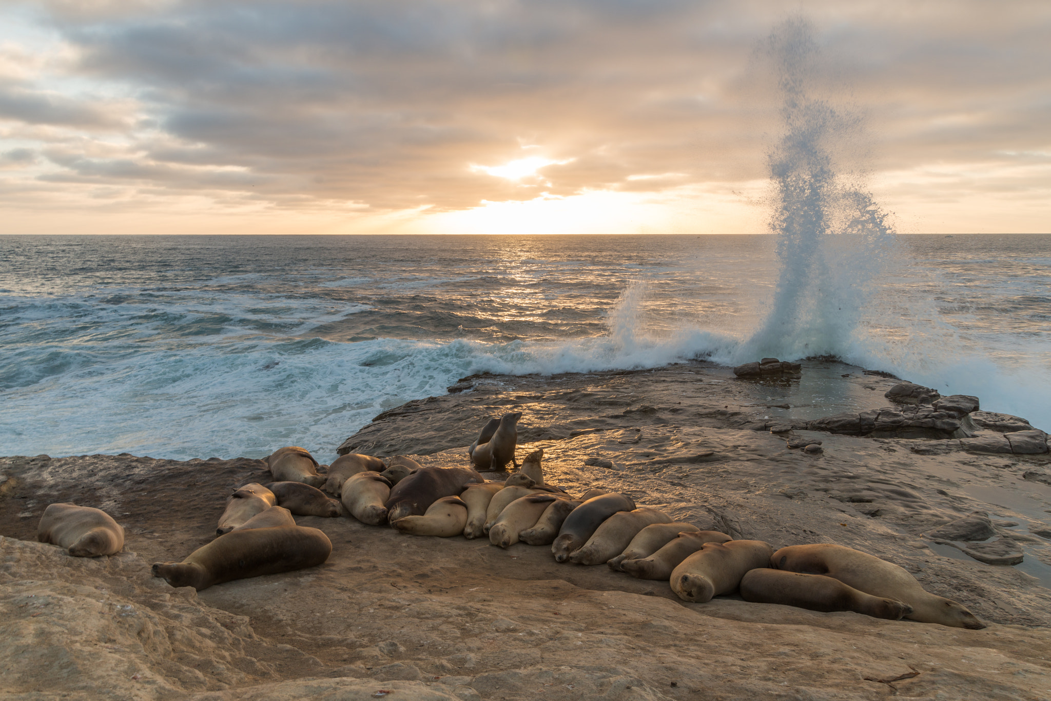 Nikon AF Nikkor 24-85mm F2.8-4D IF sample photo. Sea lion photography