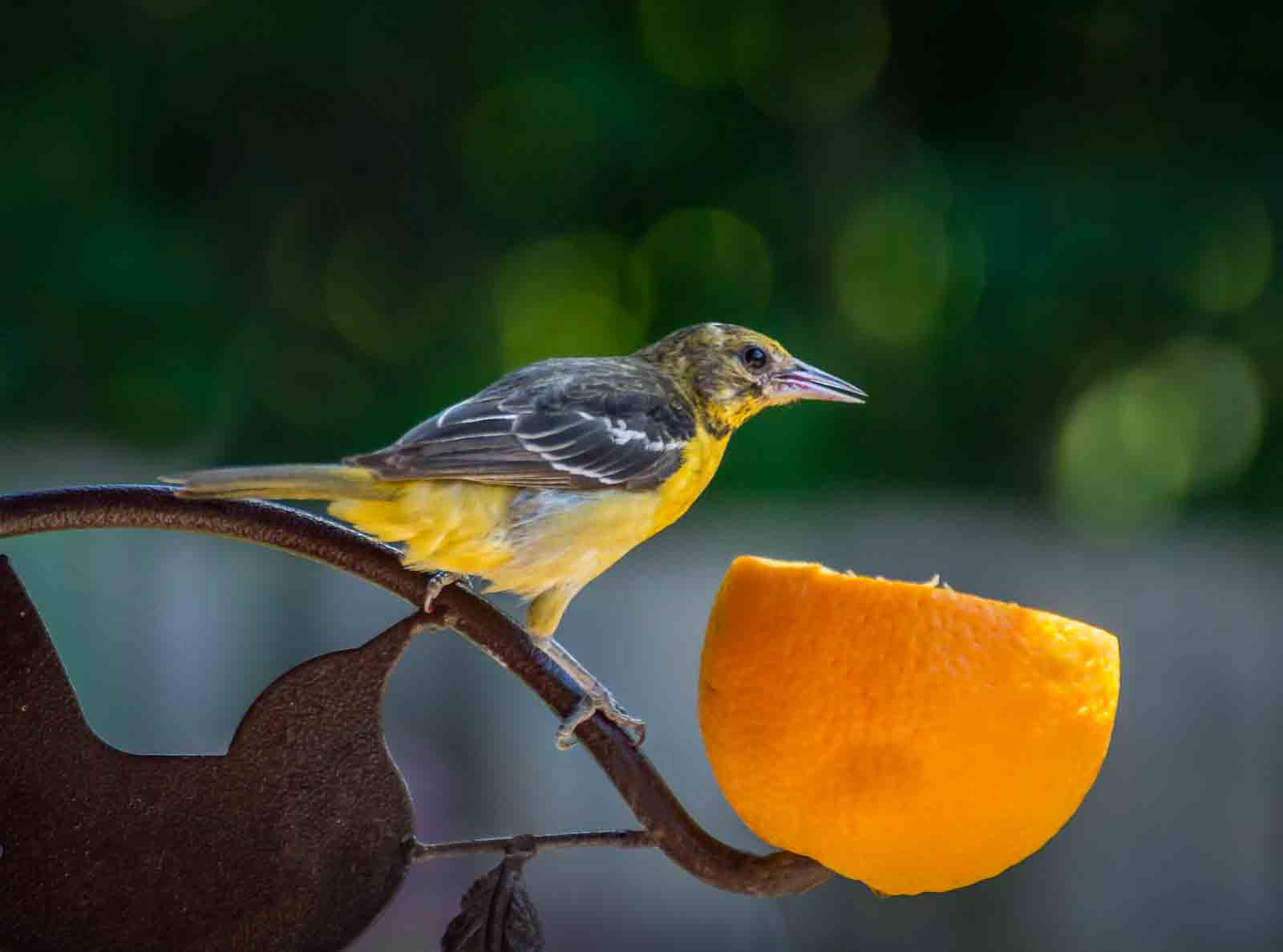 Sony Alpha DSLR-A500 sample photo. Female baltimore oriole no.2 photography