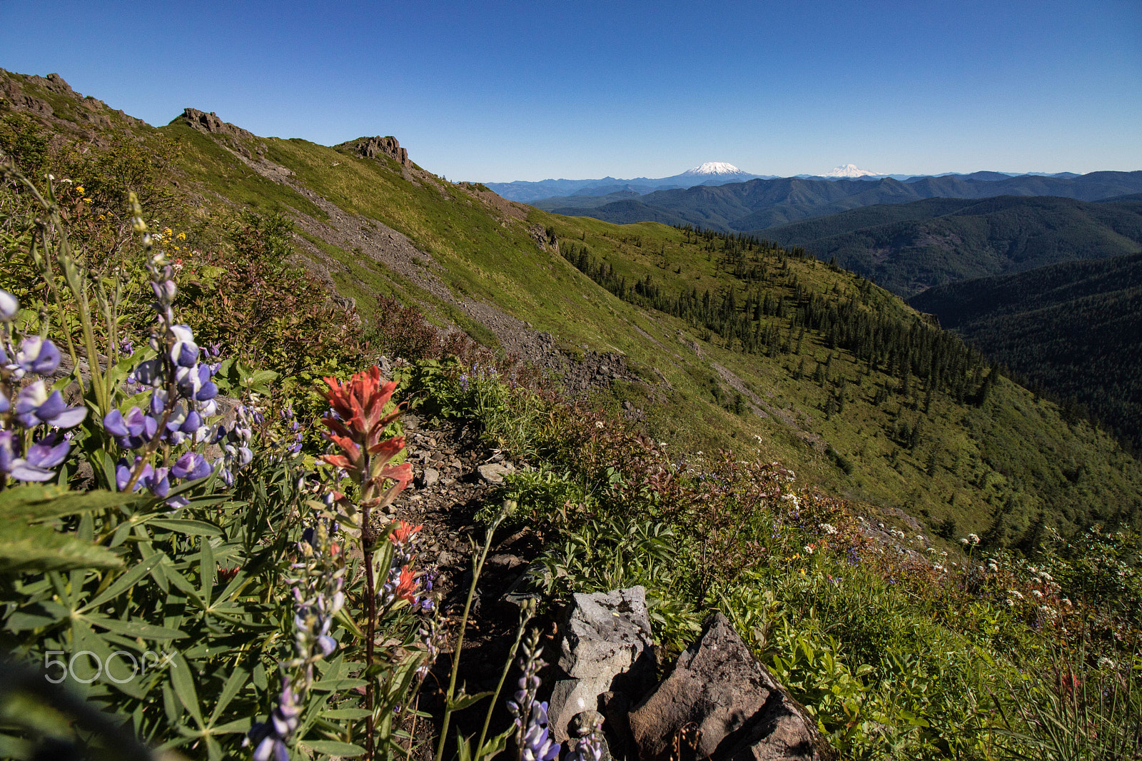 Canon EOS 750D (EOS Rebel T6i / EOS Kiss X8i) sample photo. Silver star mountain - wild flowers photography