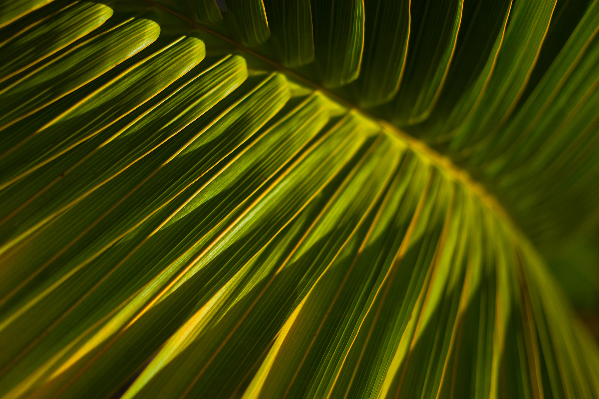 Canon EF 40mm F2.8 STM sample photo. Detailed palm photography