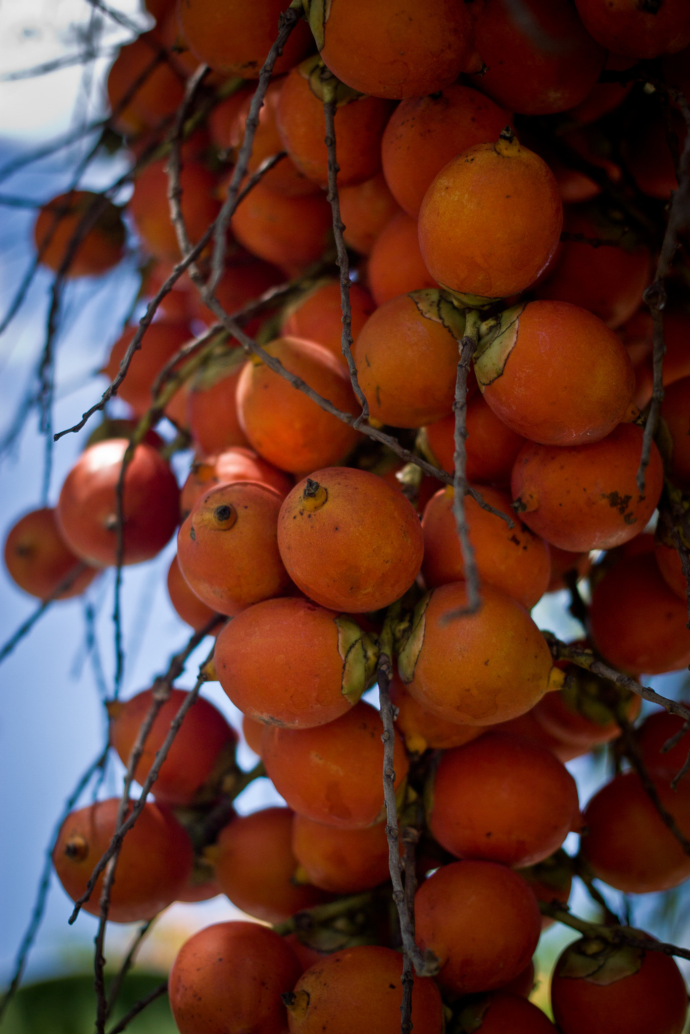 Canon EF 40mm F2.8 STM sample photo. Fruit of the palm (christmas tree palm) photography