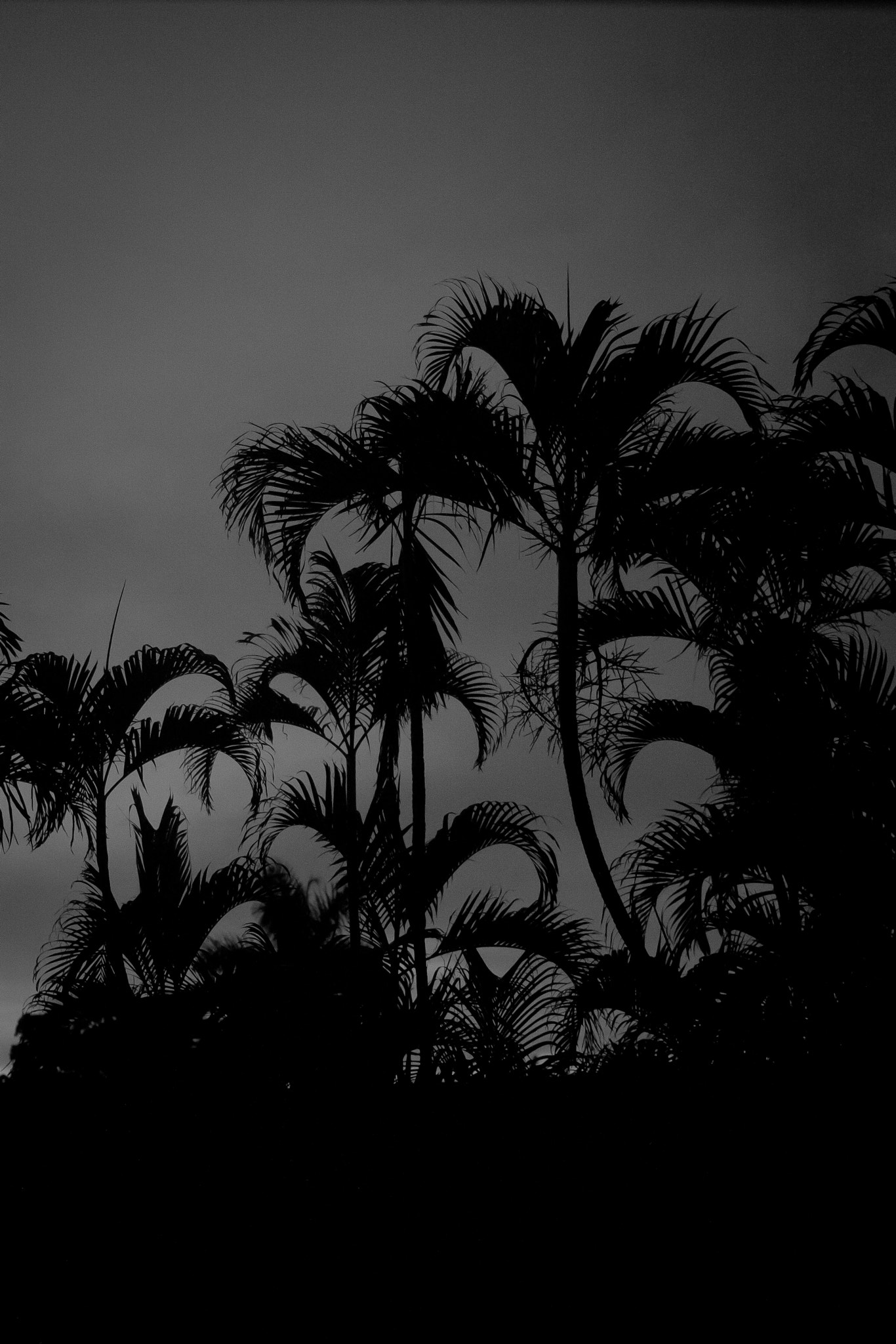 Canon EF 40mm F2.8 STM sample photo. Palms b w photography
