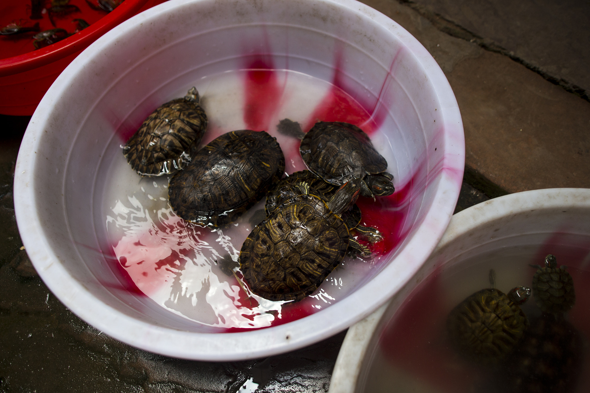 Sigma 24mm f/1.8 DG Macro EX sample photo. Turtle in china photography