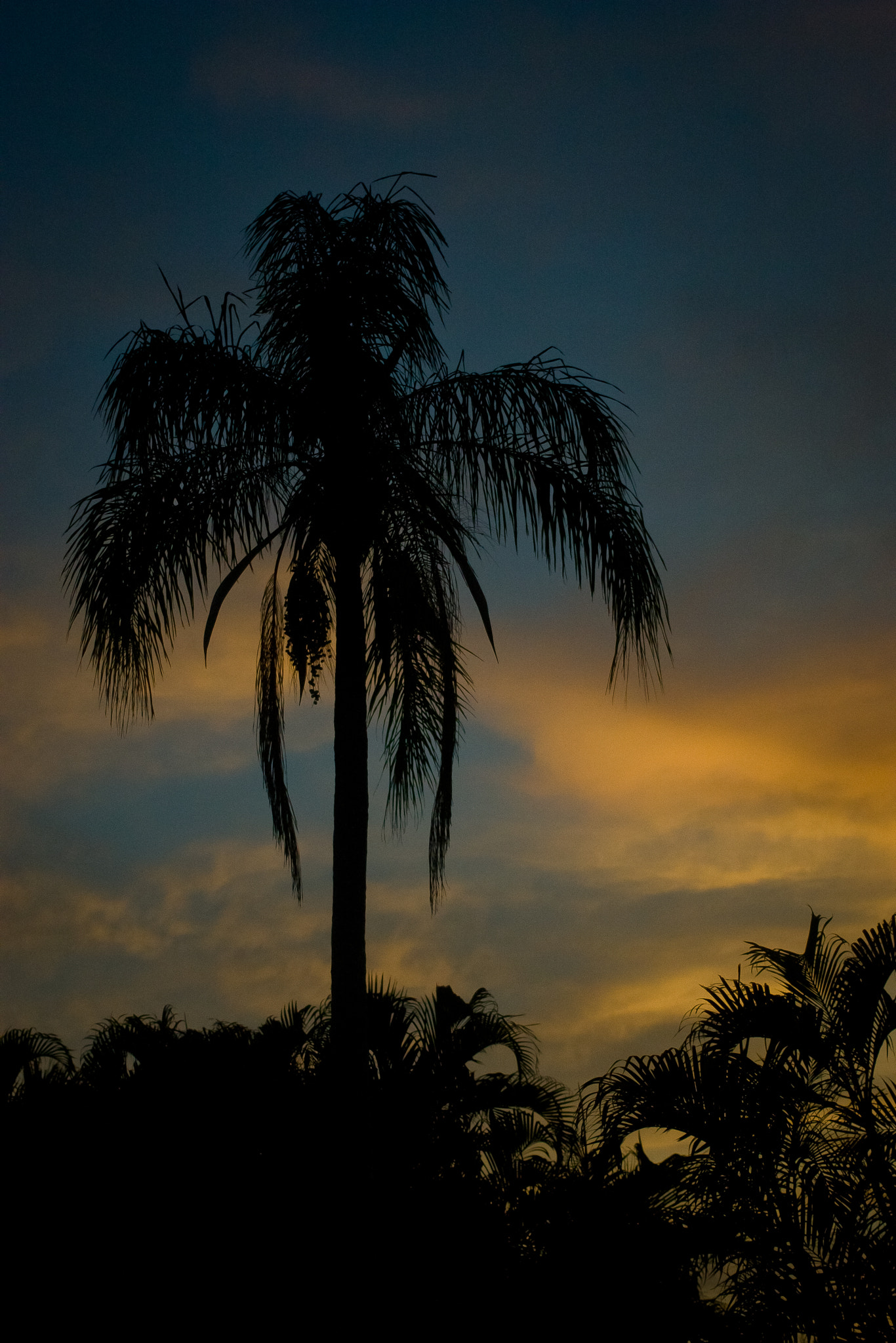 Canon EOS 450D (EOS Rebel XSi / EOS Kiss X2) + Canon EF 40mm F2.8 STM sample photo. Sunrise palm photography