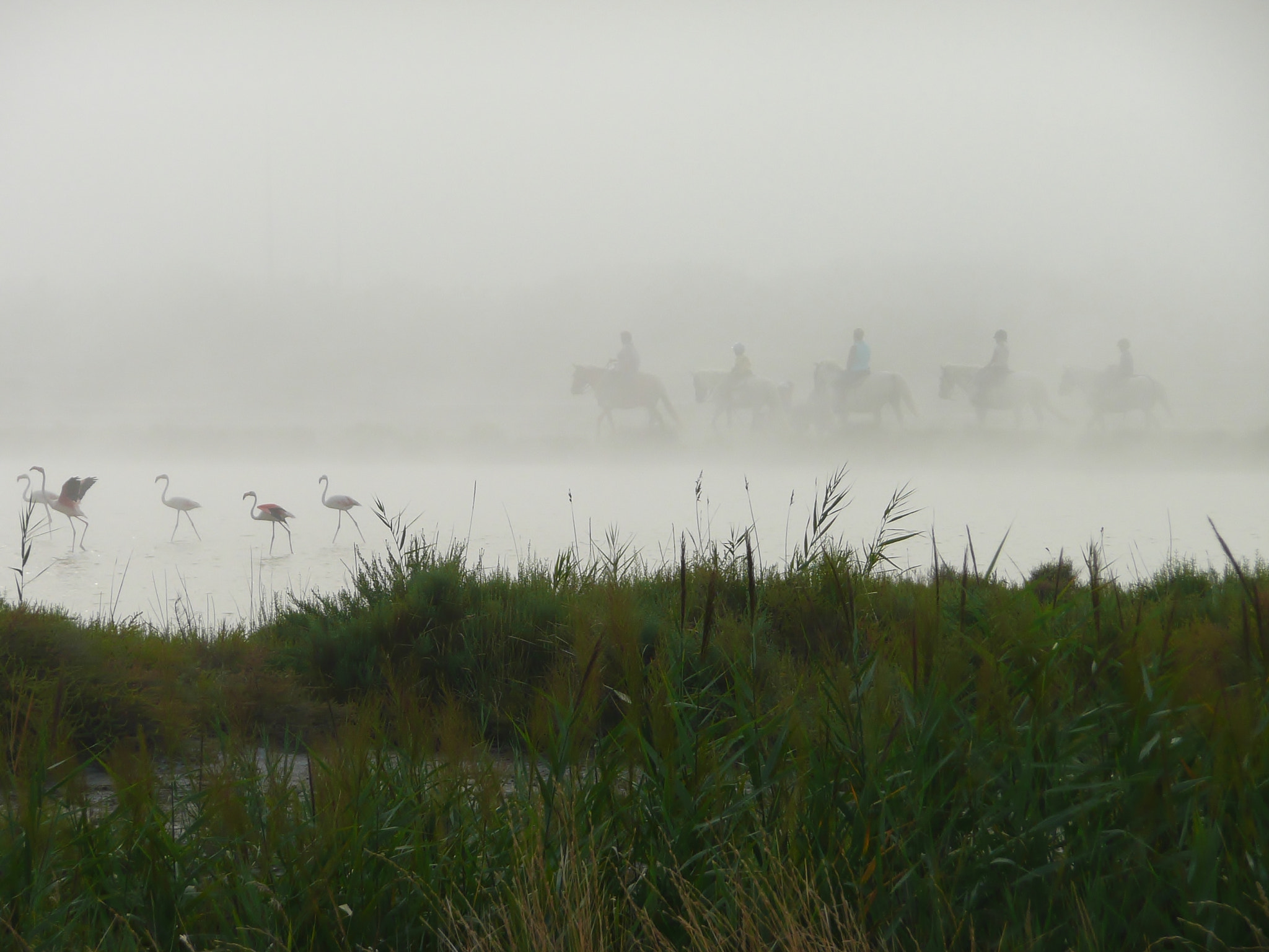 Panasonic DMC-TZ2 sample photo. Nebbia in camargue  photography