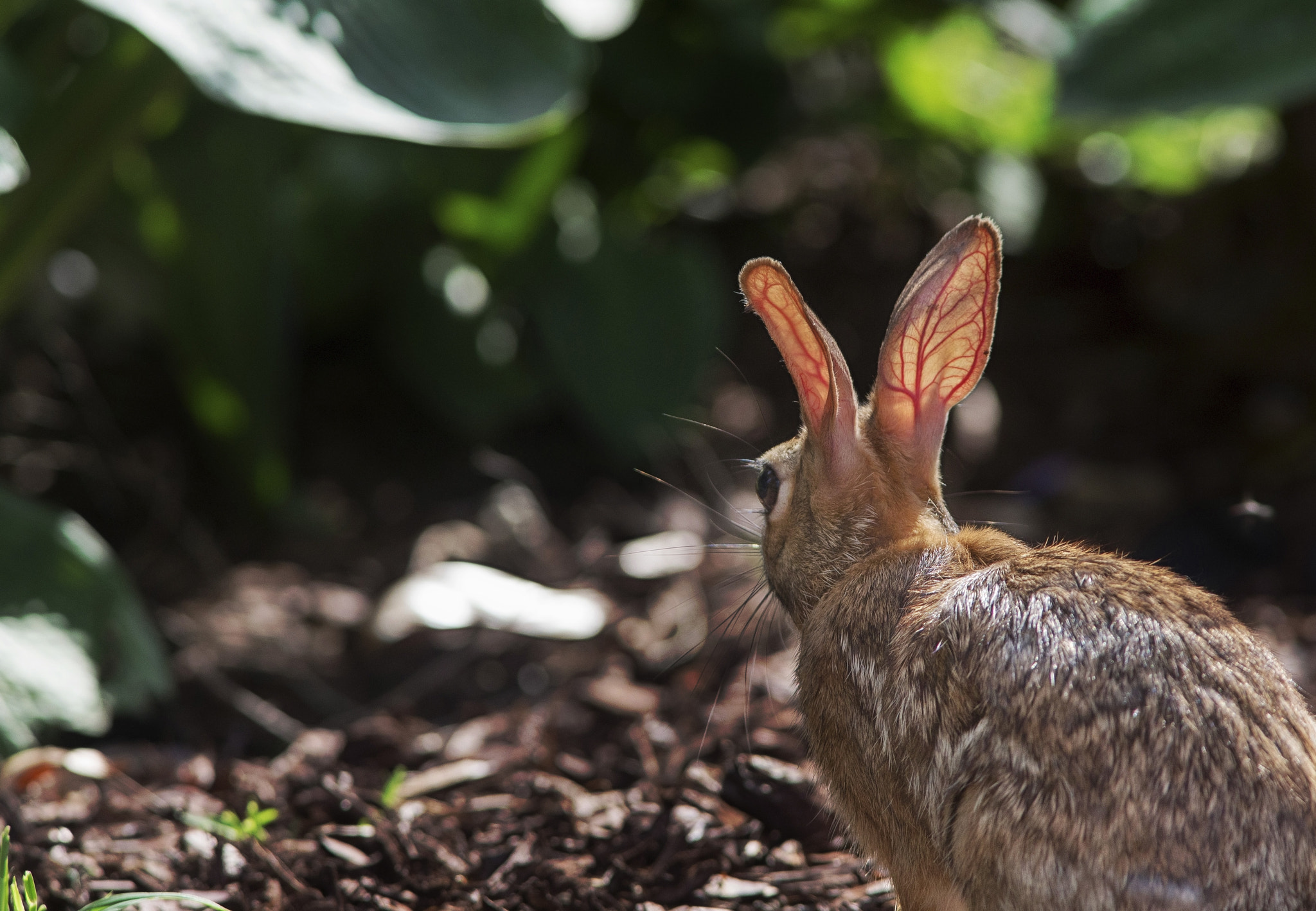 Canon EF 300mm F4L IS USM sample photo. Rabbit ears photography