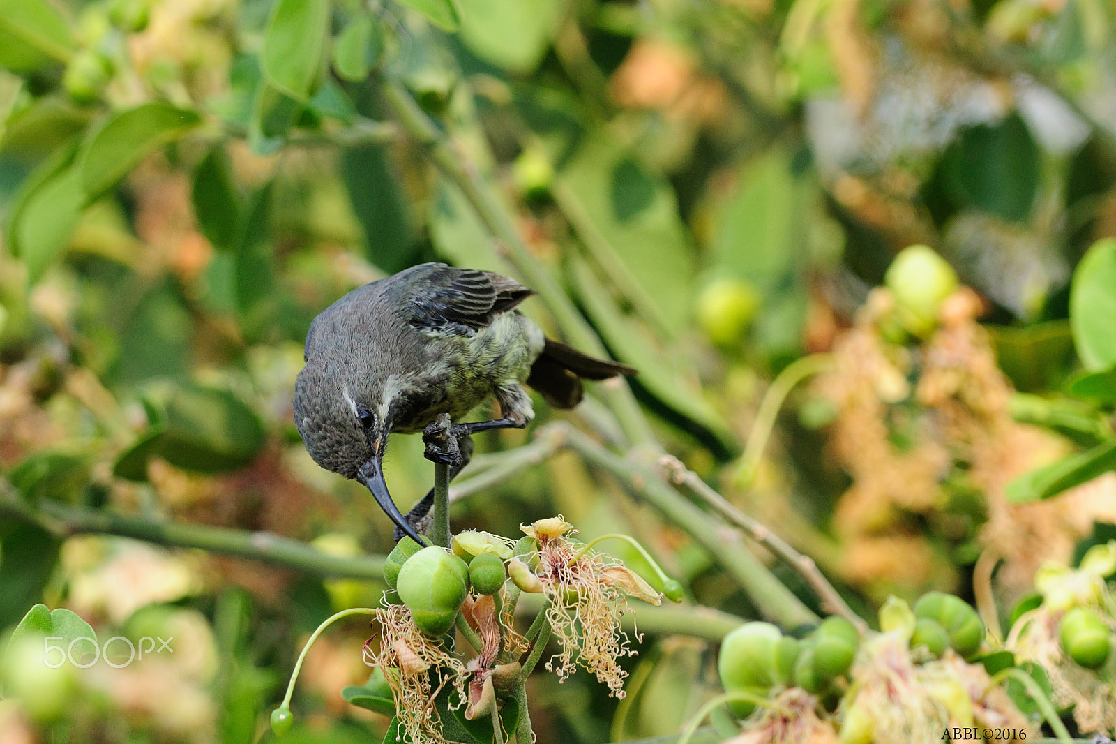 Nikon D90 + Nikon AF-S Nikkor 300mm F4D ED-IF sample photo. Sunbird : two more photography