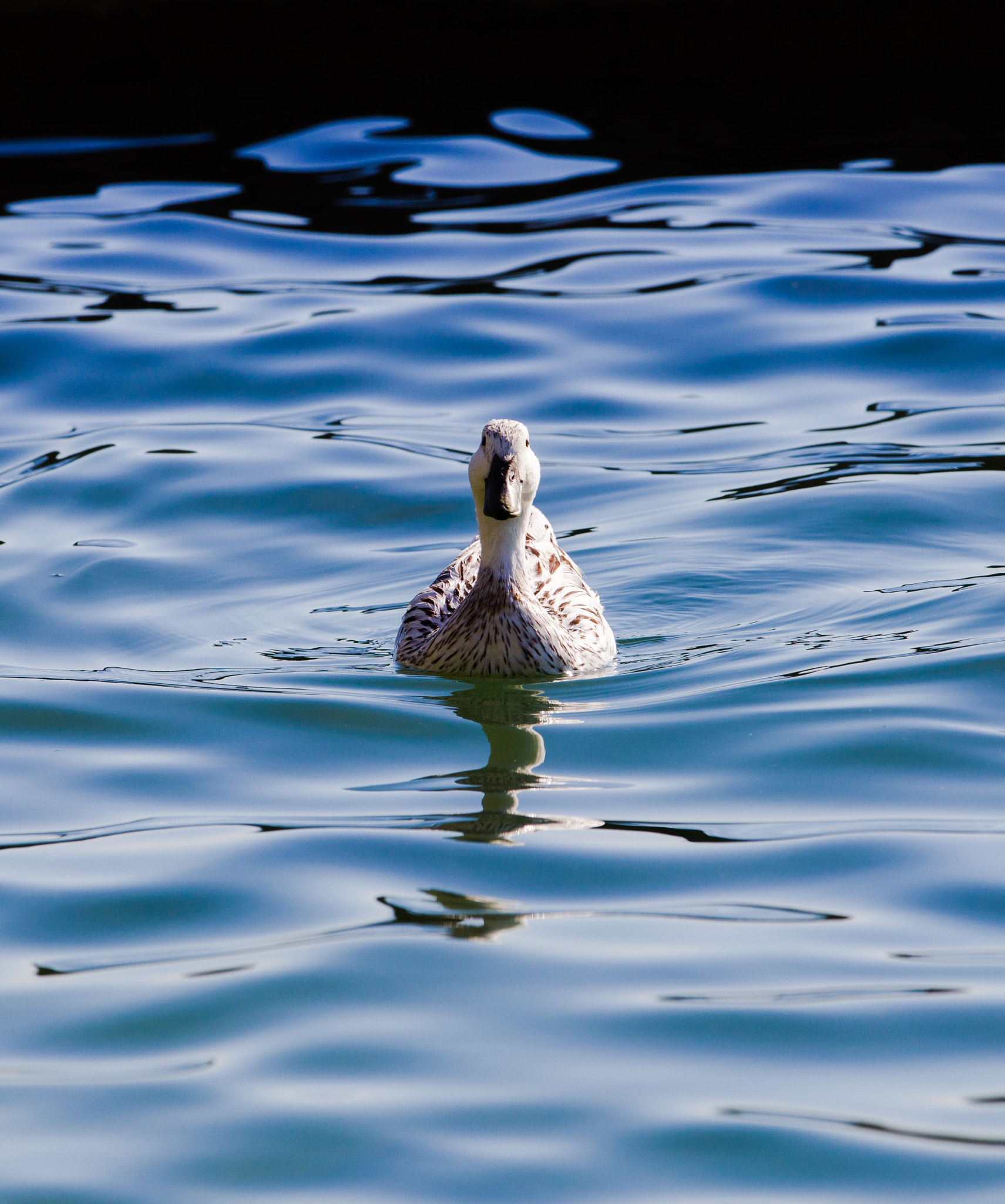 Canon EF 70-200mm F2.8L IS II USM sample photo. Duck photography