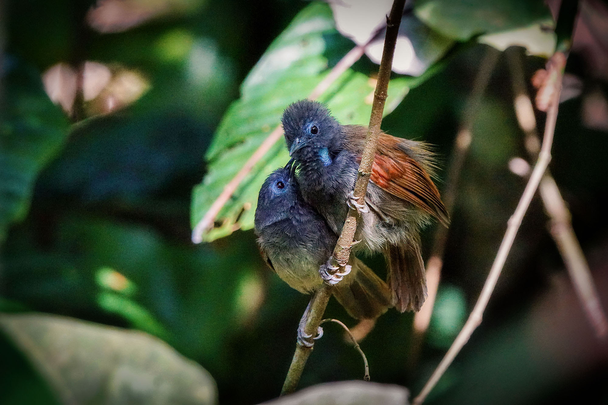 Sony ILCA-77M2 sample photo. Chestnut-winged babbler photography