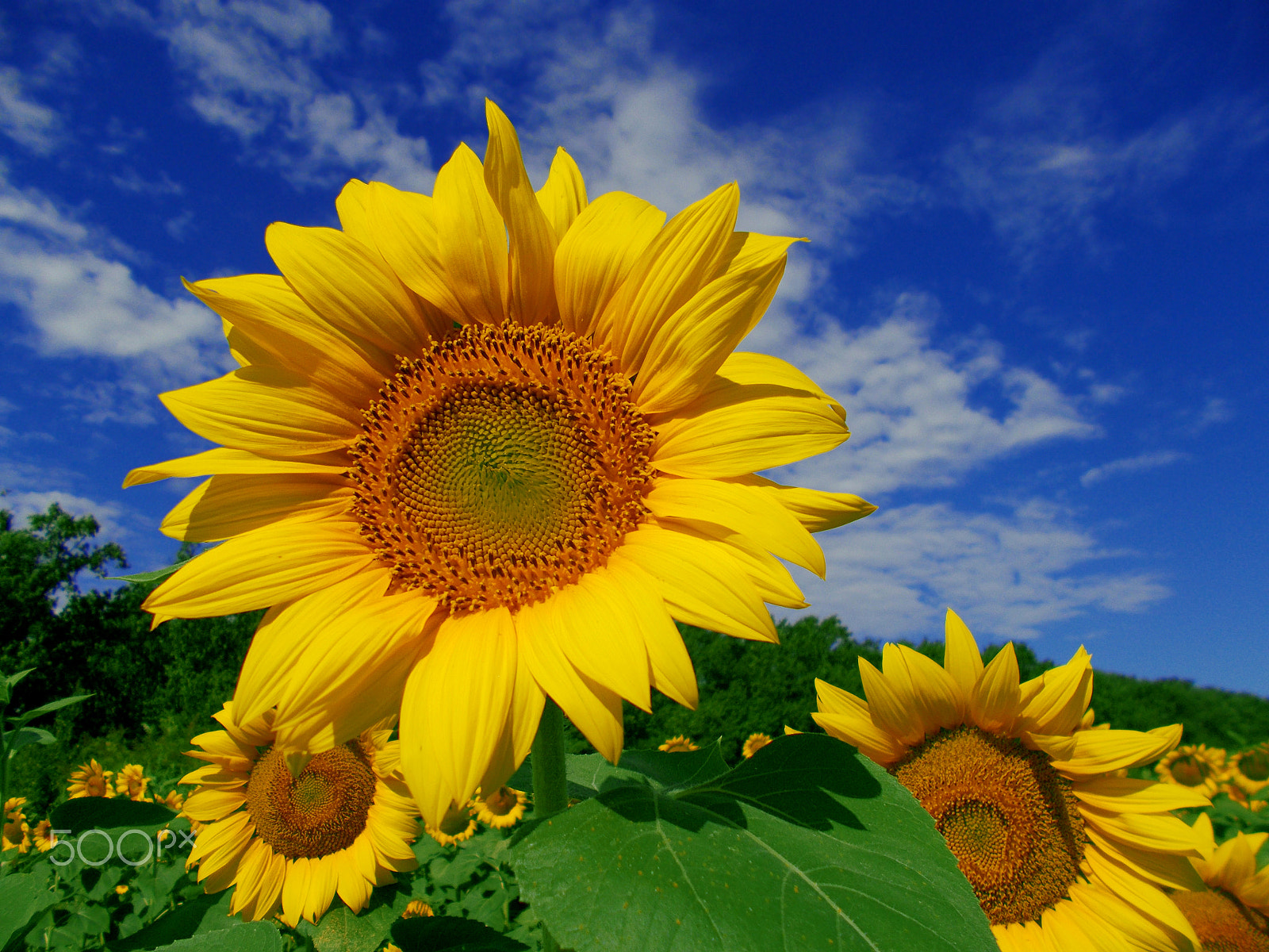 Nikon COOLPIX L27 sample photo. Sunflower photography