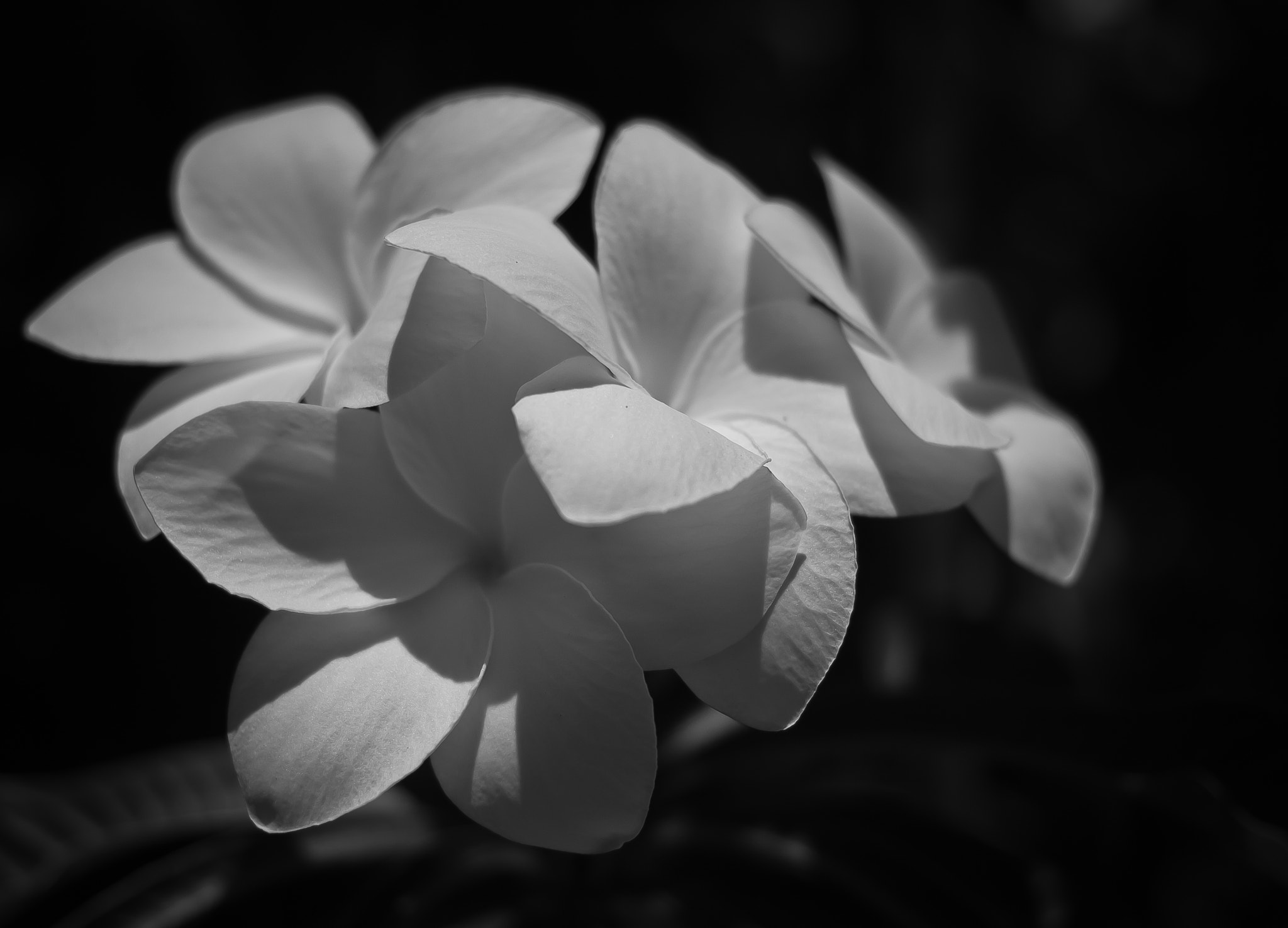 Canon EF 40mm F2.8 STM sample photo. White fiori photography