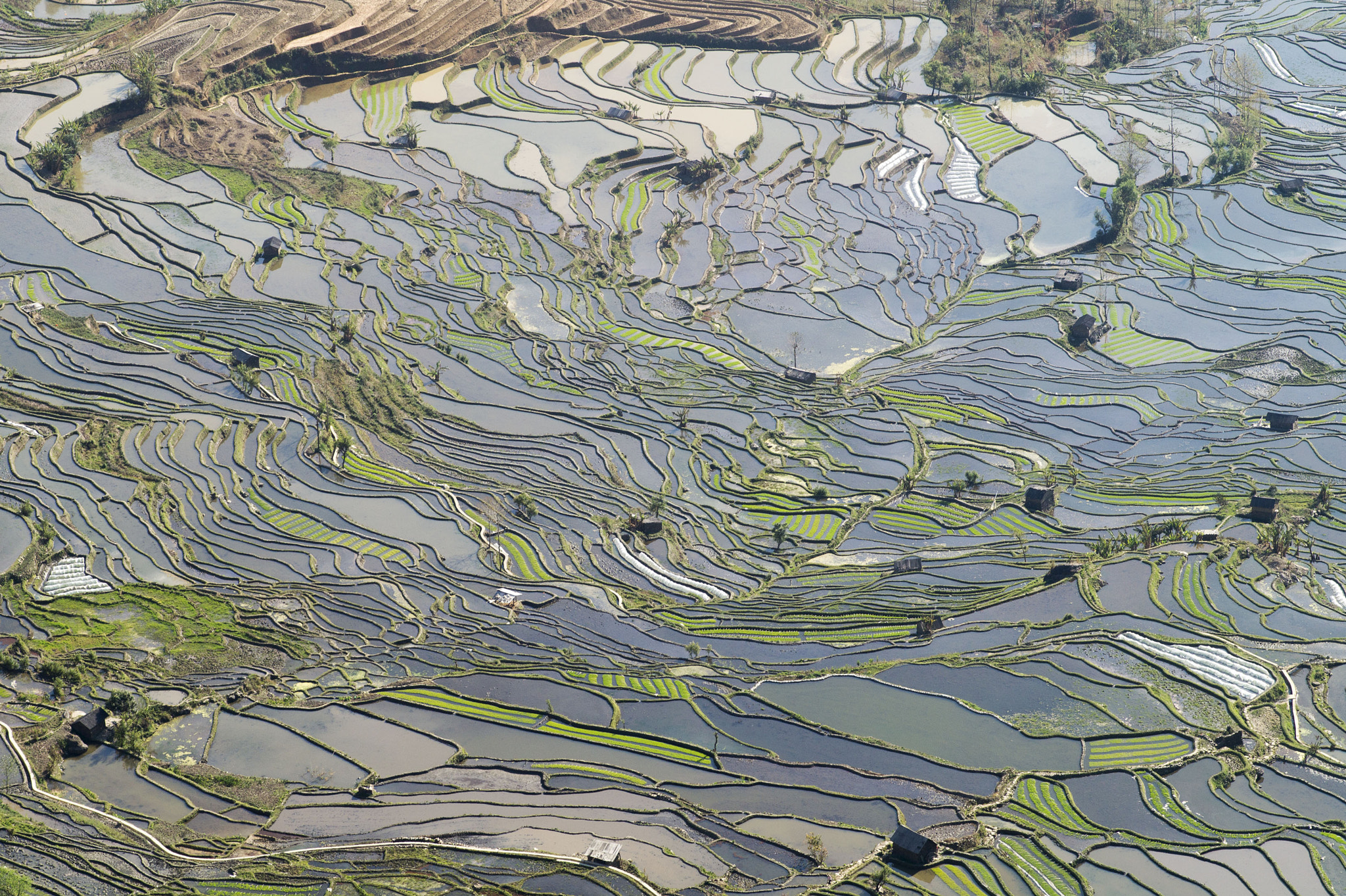 Sony Alpha a3000 + Sony 100mm F2.8 Macro sample photo. Rice terraces in laohuzui - yunnan - china photography