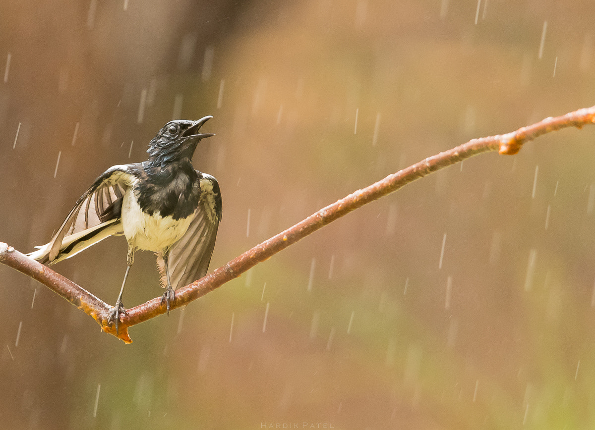 Nikon D5 sample photo. Rainy day photography