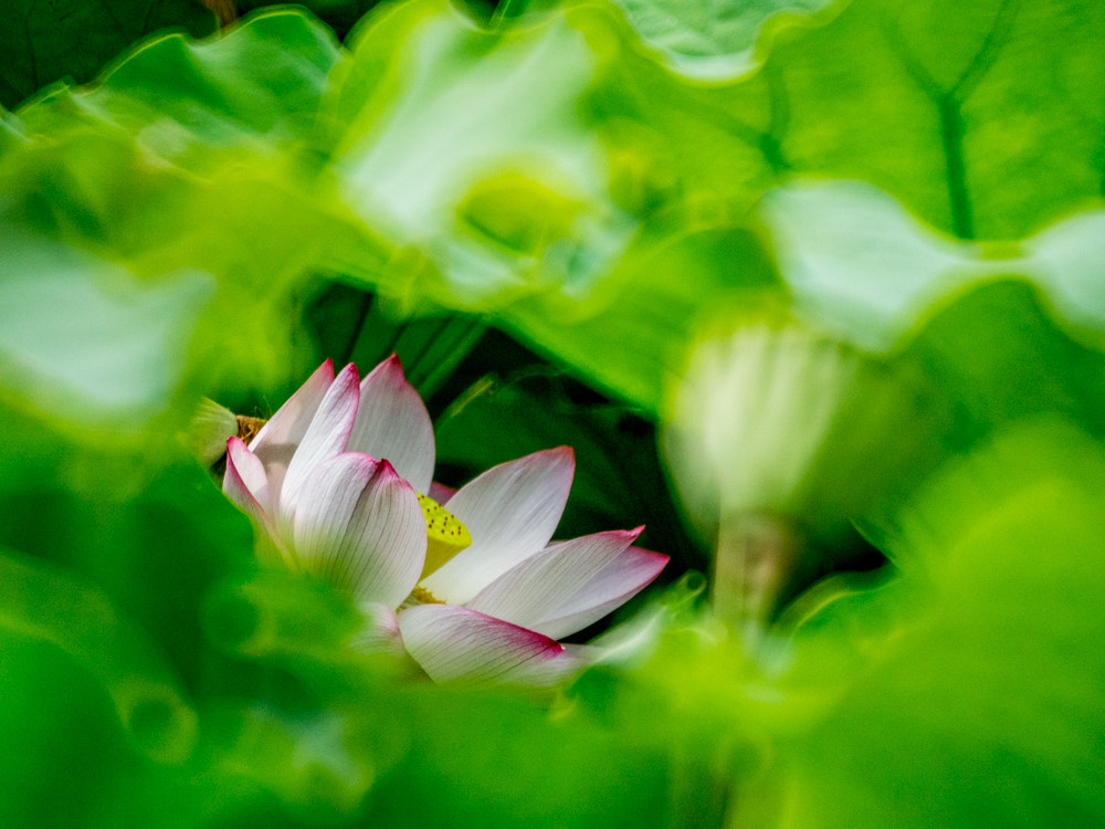 Panasonic Lumix DMC-GX8 + Tokina Reflex 300mm F6.3 MF Macro sample photo