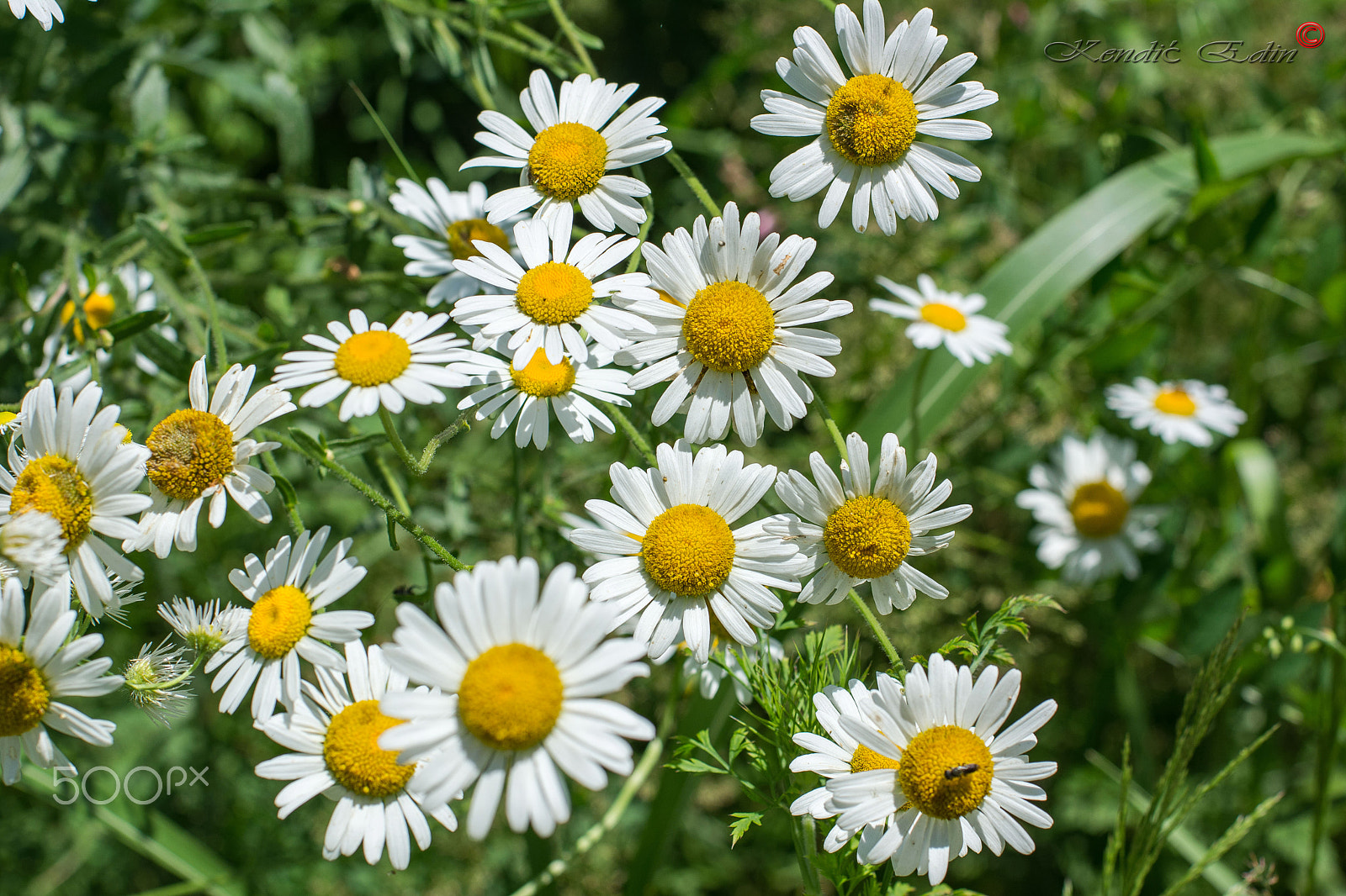 Nikon D7100 + AF Nikkor 50mm f/1.4 sample photo. Flowers photography