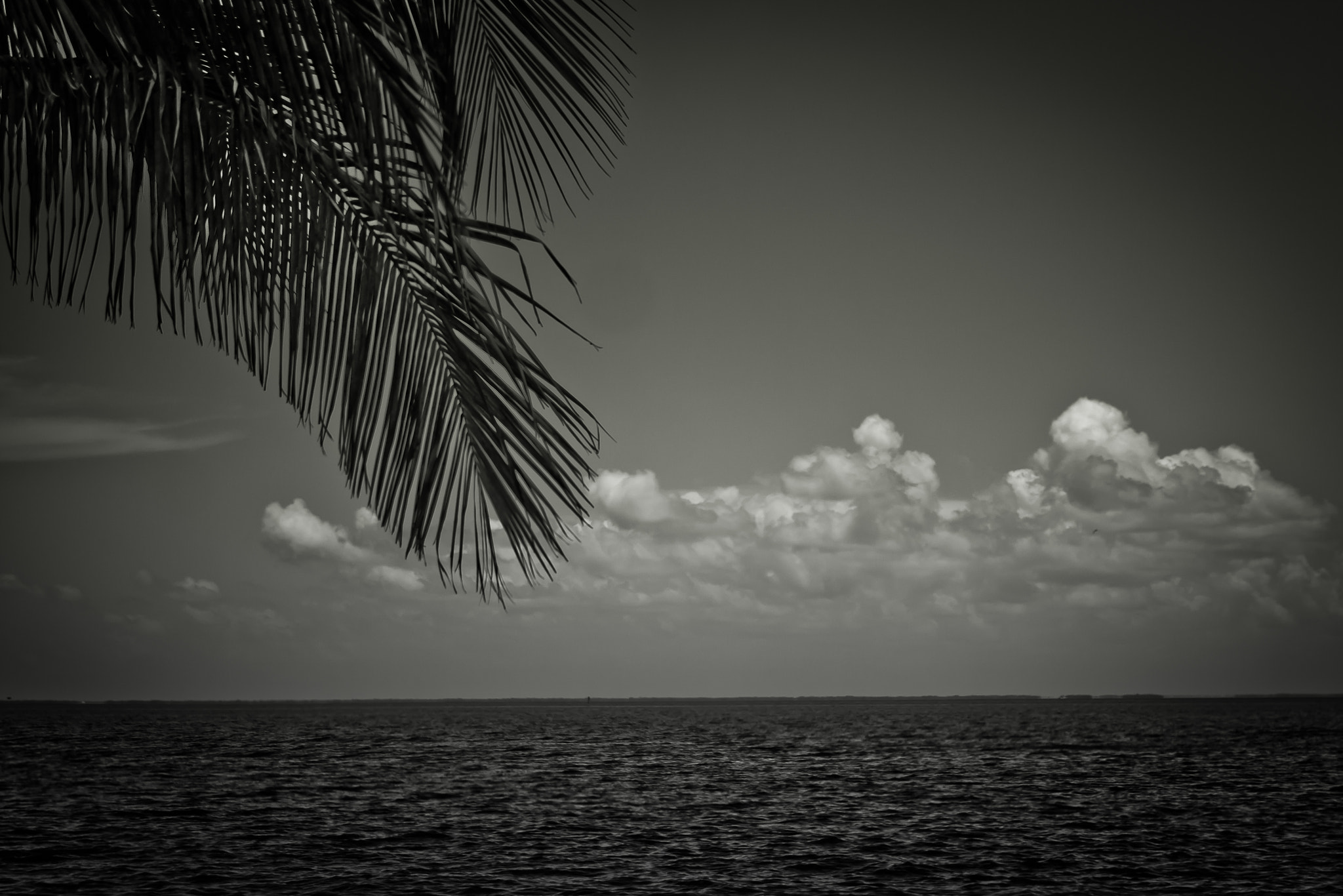 Canon EF 40mm F2.8 STM sample photo. Palm cloud water photography
