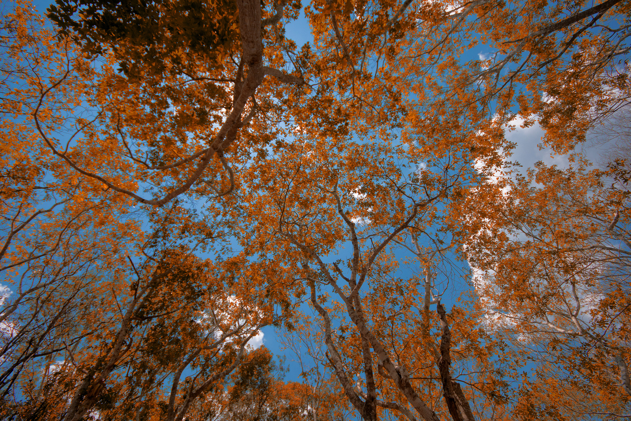 Sigma 10-20mm F4-5.6 EX DC HSM sample photo. Looking up photography