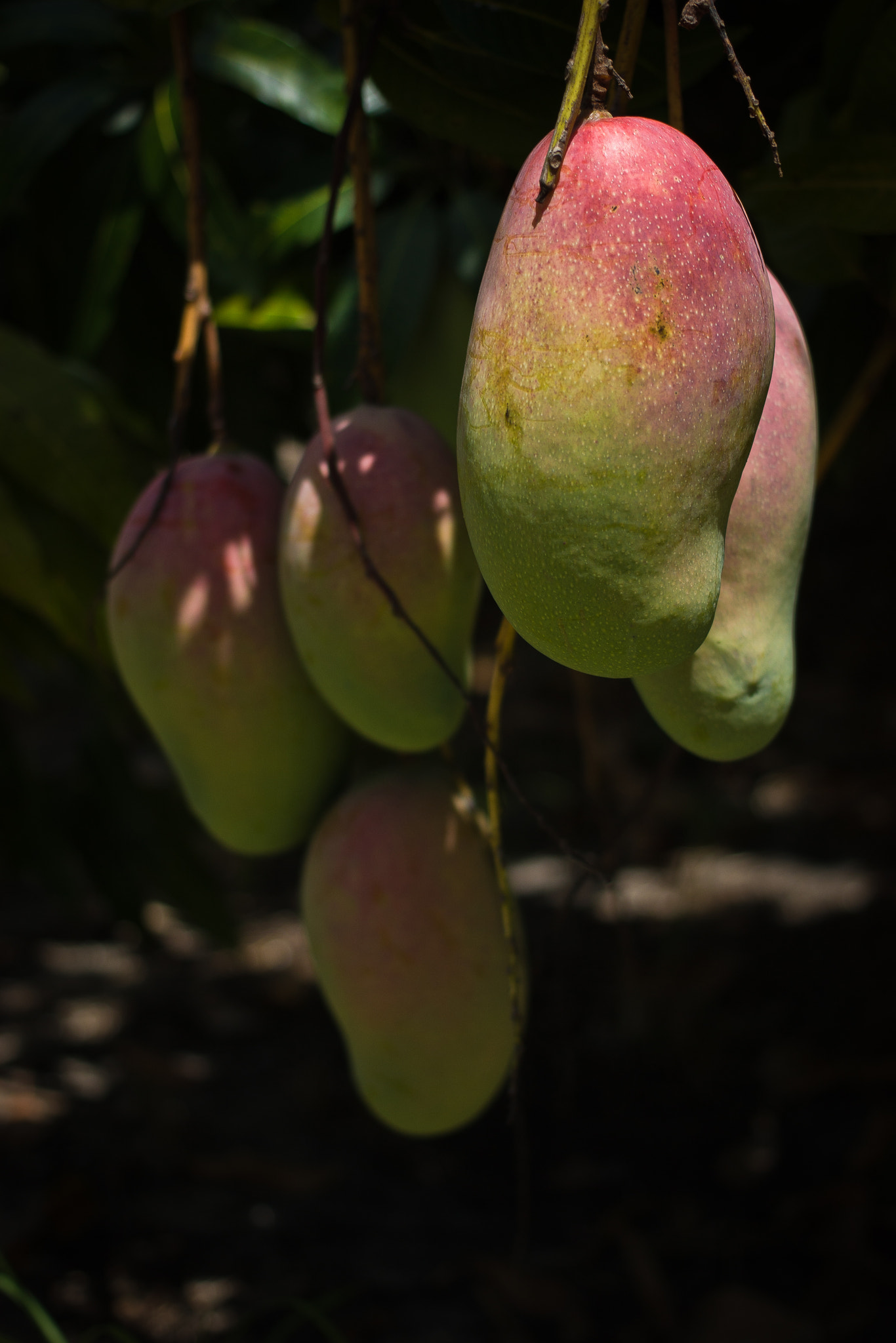 Canon EF 40mm F2.8 STM sample photo. Mango 2 photography