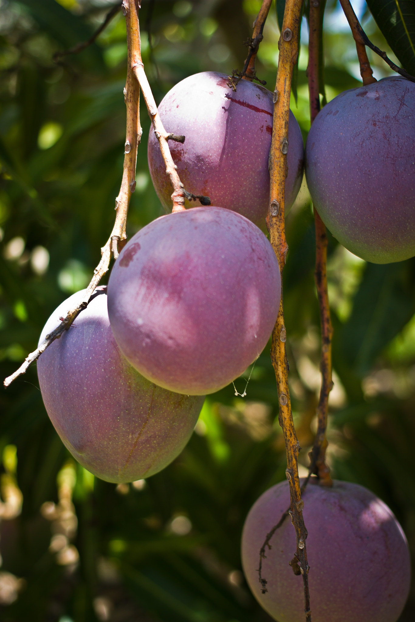 Canon EF 40mm F2.8 STM sample photo. Mango 1 photography