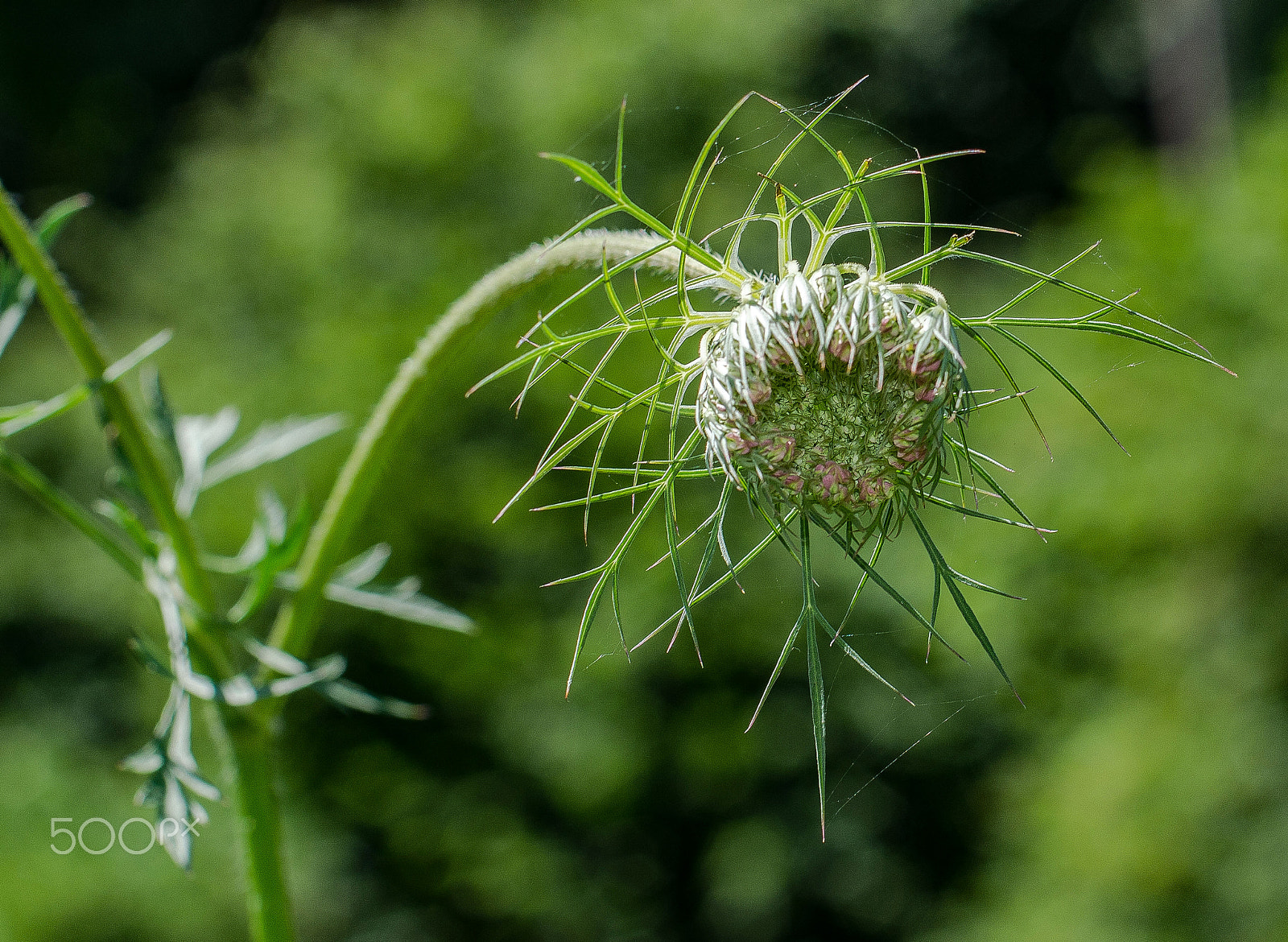 Nikon D7100 + AF Nikkor 50mm f/1.4 sample photo. Green monster photography