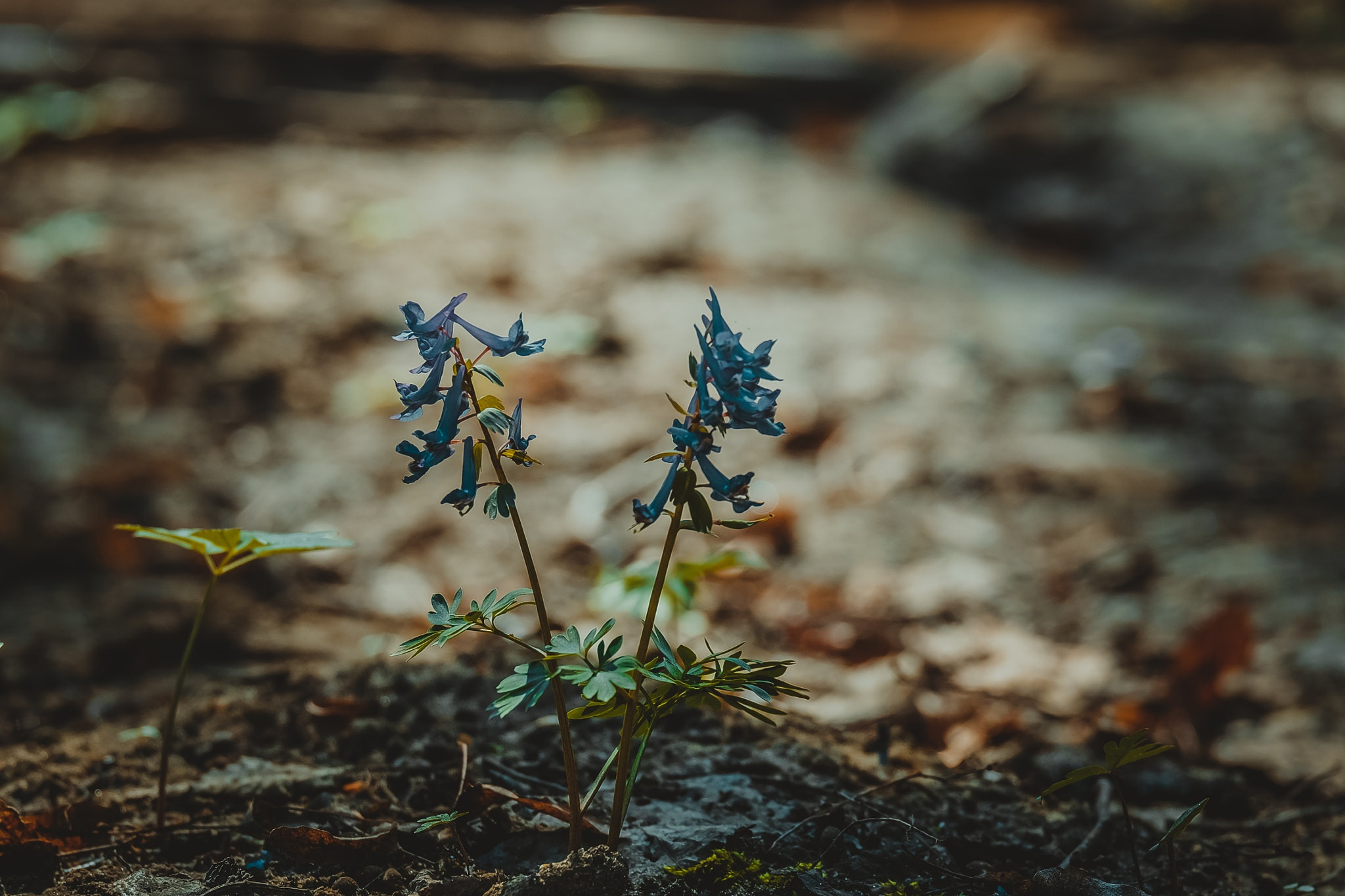 Fujifilm X-E2 + Fujifilm XC 50-230mm F4.5-6.7 OIS sample photo. Gothic flower photography