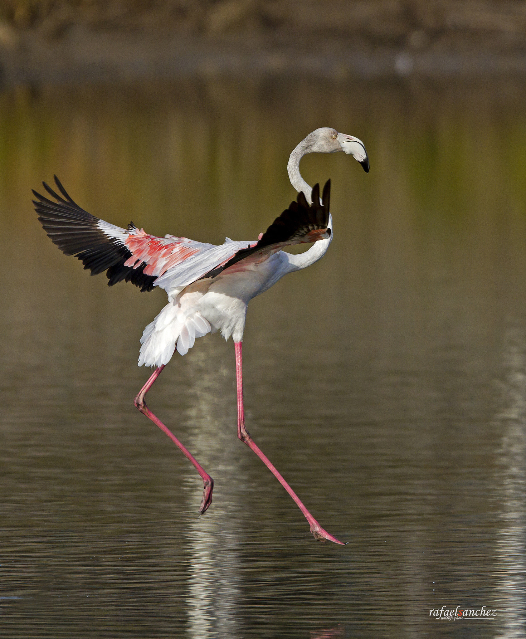 Canon EF 300mm F2.8L IS USM sample photo. Flamenco - flamingo photography