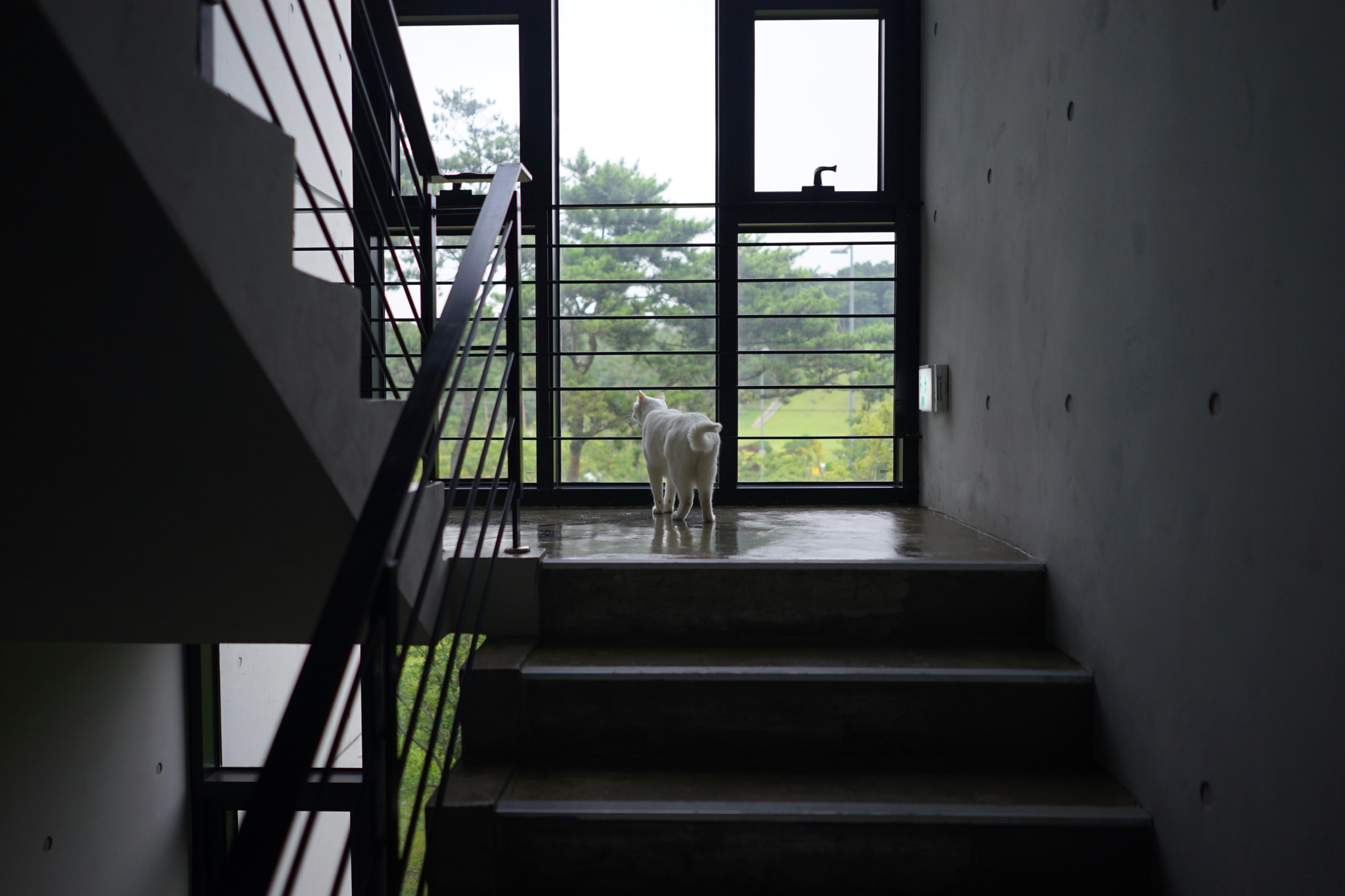 Sony a7 II + Sony FE 28mm F2 sample photo. Cat photography