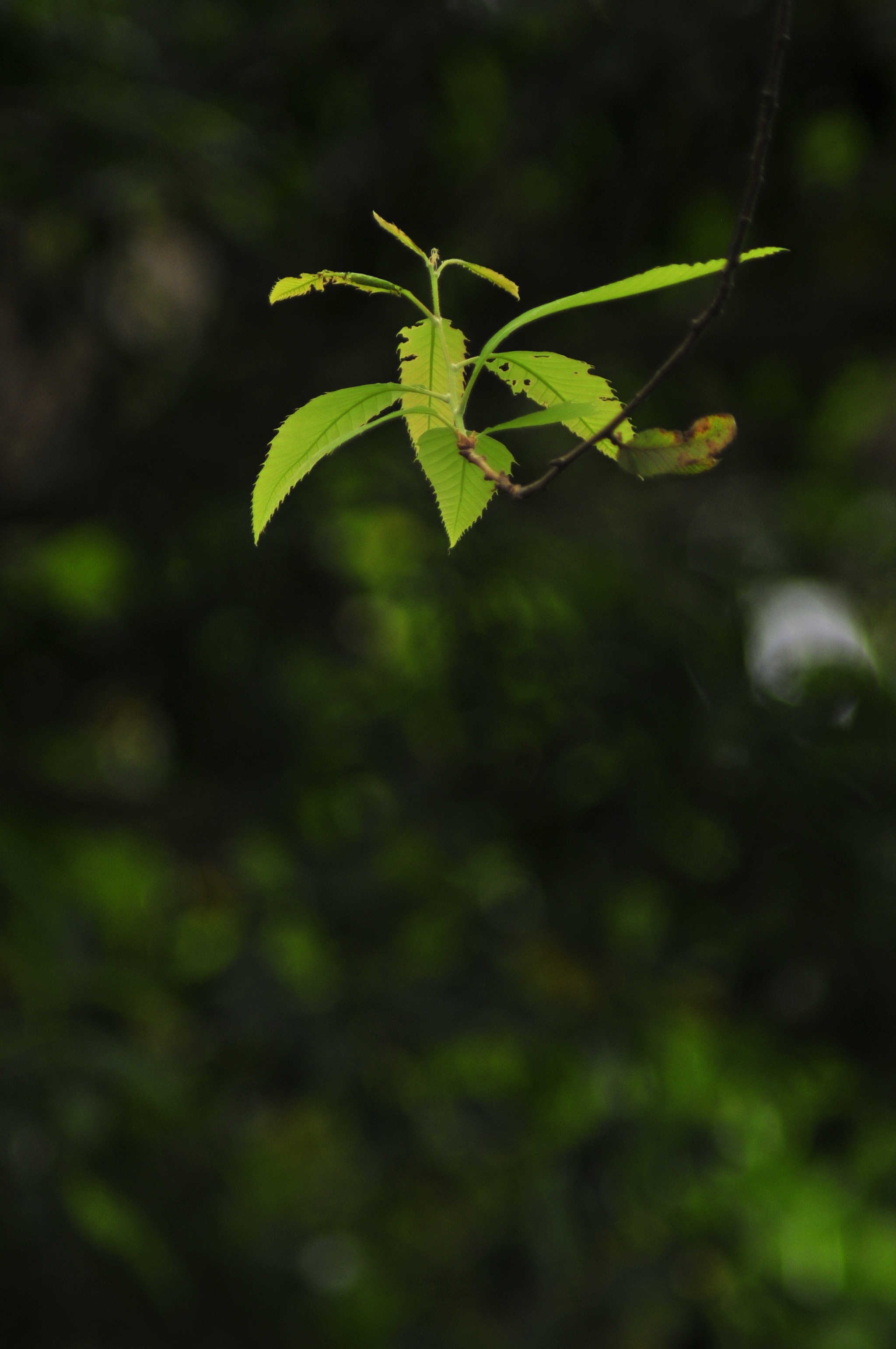 Nikon D300 + Manual Lens No CPU sample photo. .. photography