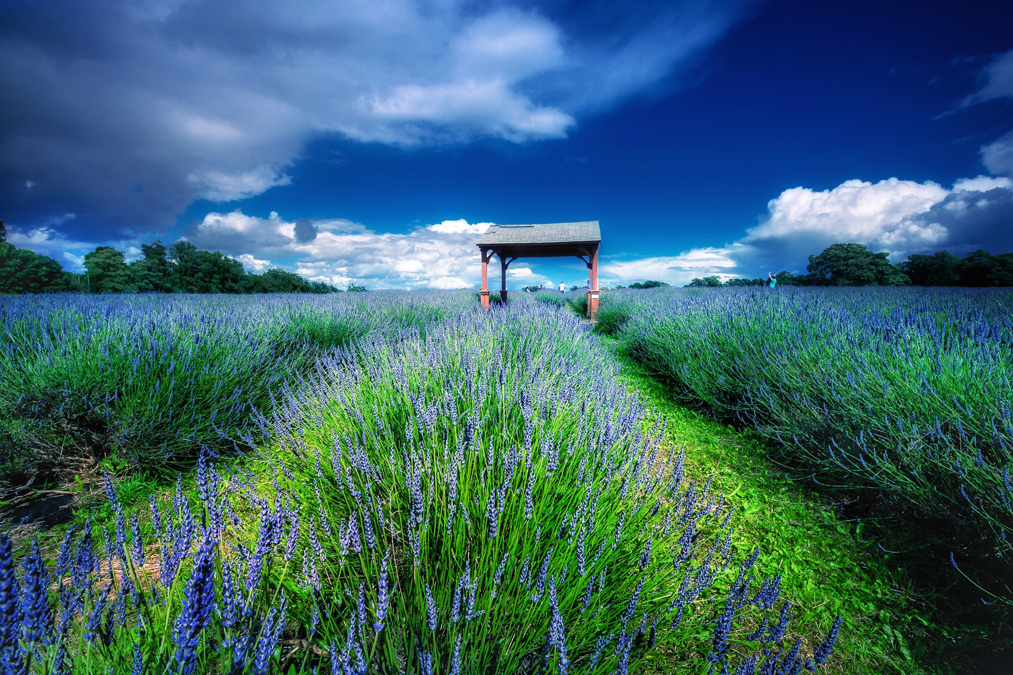 Sigma 8-16mm F4.5-5.6 DC HSM sample photo. Lavender photography
