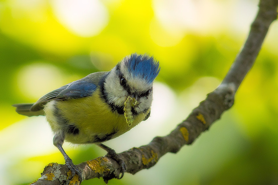 Canon EF 300mm F4L IS USM sample photo. Blaumeise photography