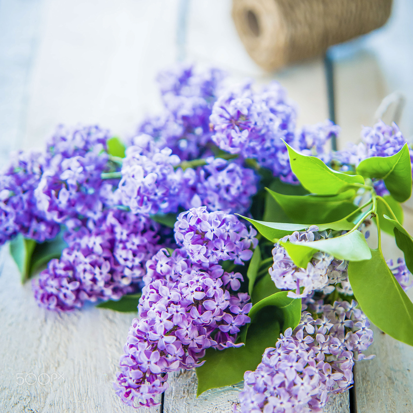 Sigma 70-200mm F2.8 EX DG Macro HSM II sample photo. Lilac photography