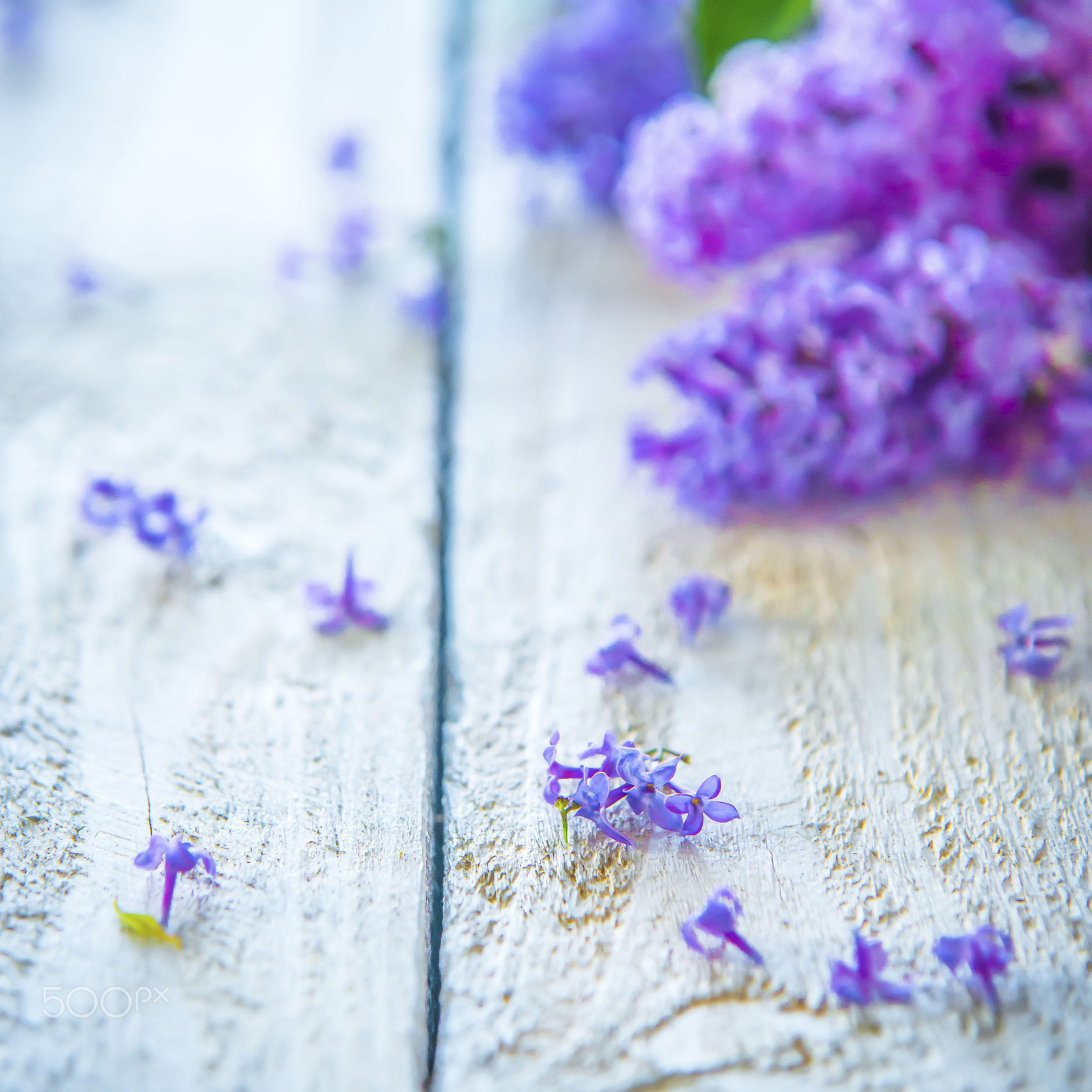 Sigma 70-200mm F2.8 EX DG Macro HSM II sample photo. Lilac photography