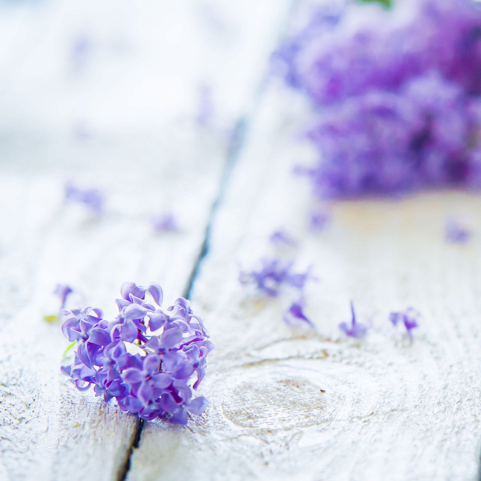 Sigma 70-200mm F2.8 EX DG Macro HSM II sample photo. Lilac photography