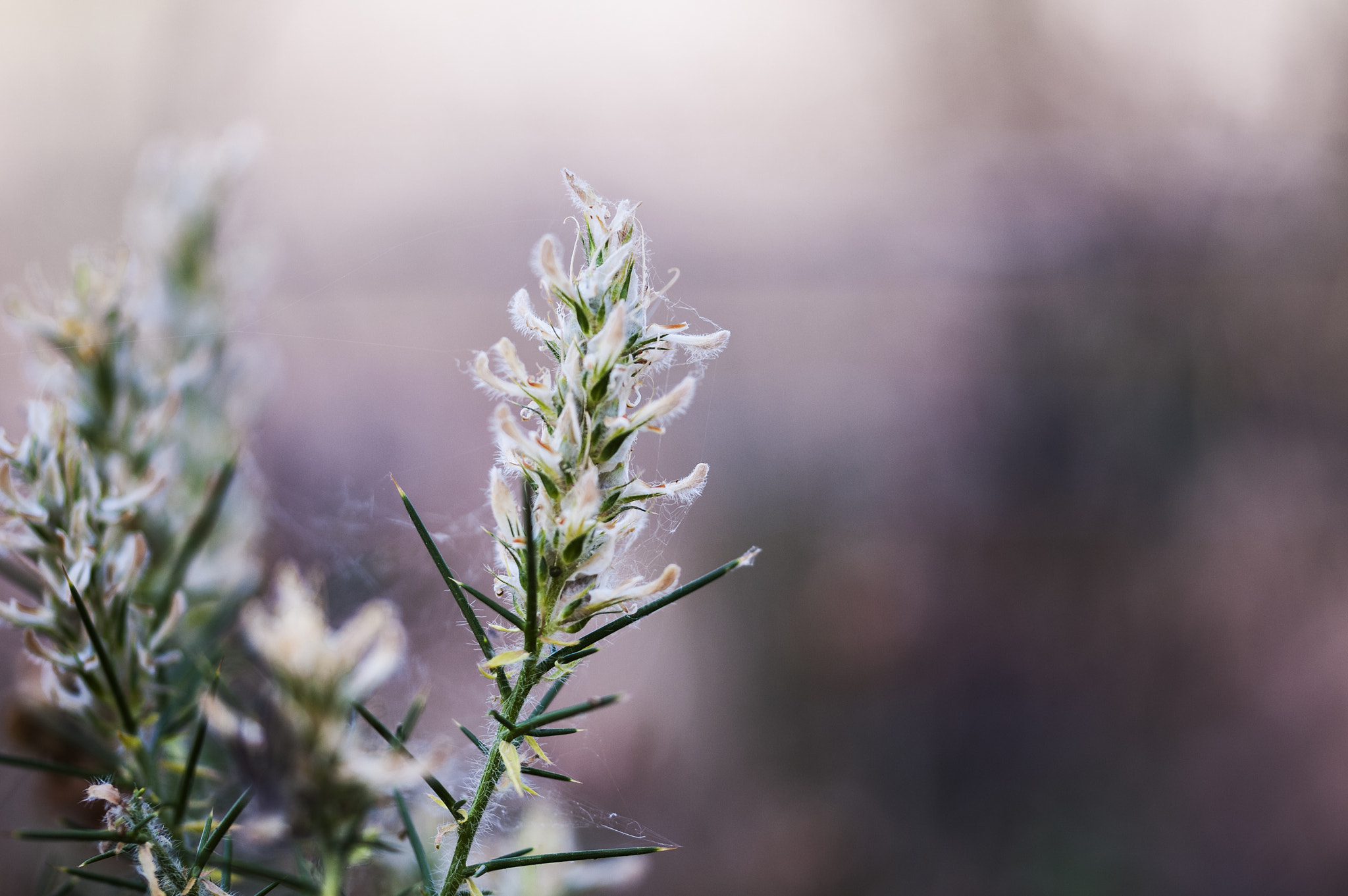 Sigma 105mm F2.8 EX DG OS HSM sample photo. Sevilla photography
