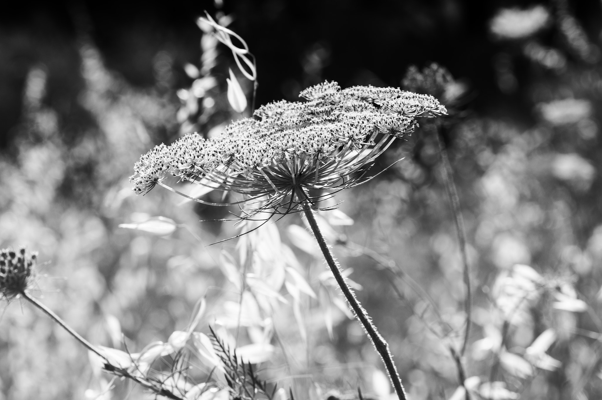Sigma 105mm F2.8 EX DG OS HSM sample photo. Sevilla photography