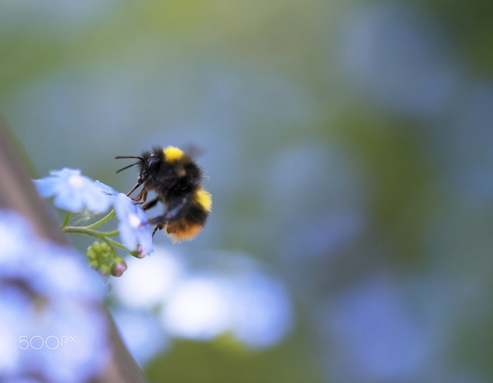 Sigma 105mm F2.8 EX DG OS HSM sample photo. Abeille butine photography