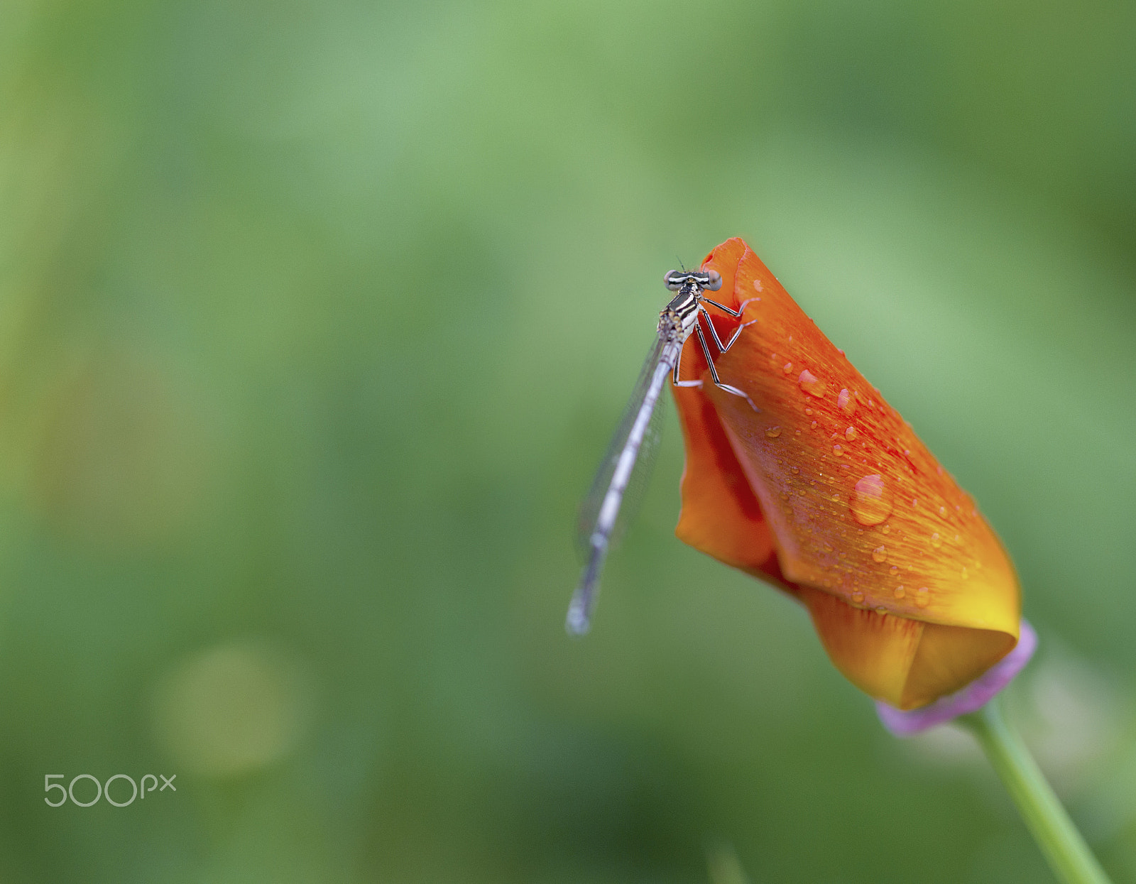 Sigma 105mm F2.8 EX DG OS HSM sample photo. Libellule fleur rouge photography